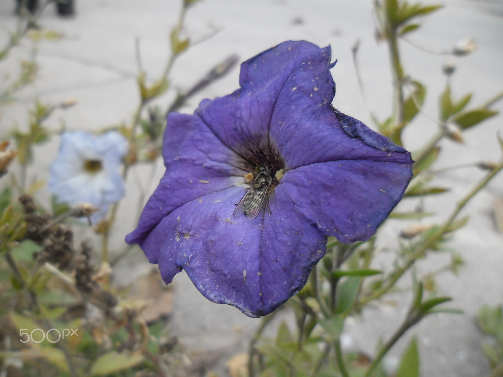 Samsung ES90/ ES91 sample photo. "dark blue flower"... photography