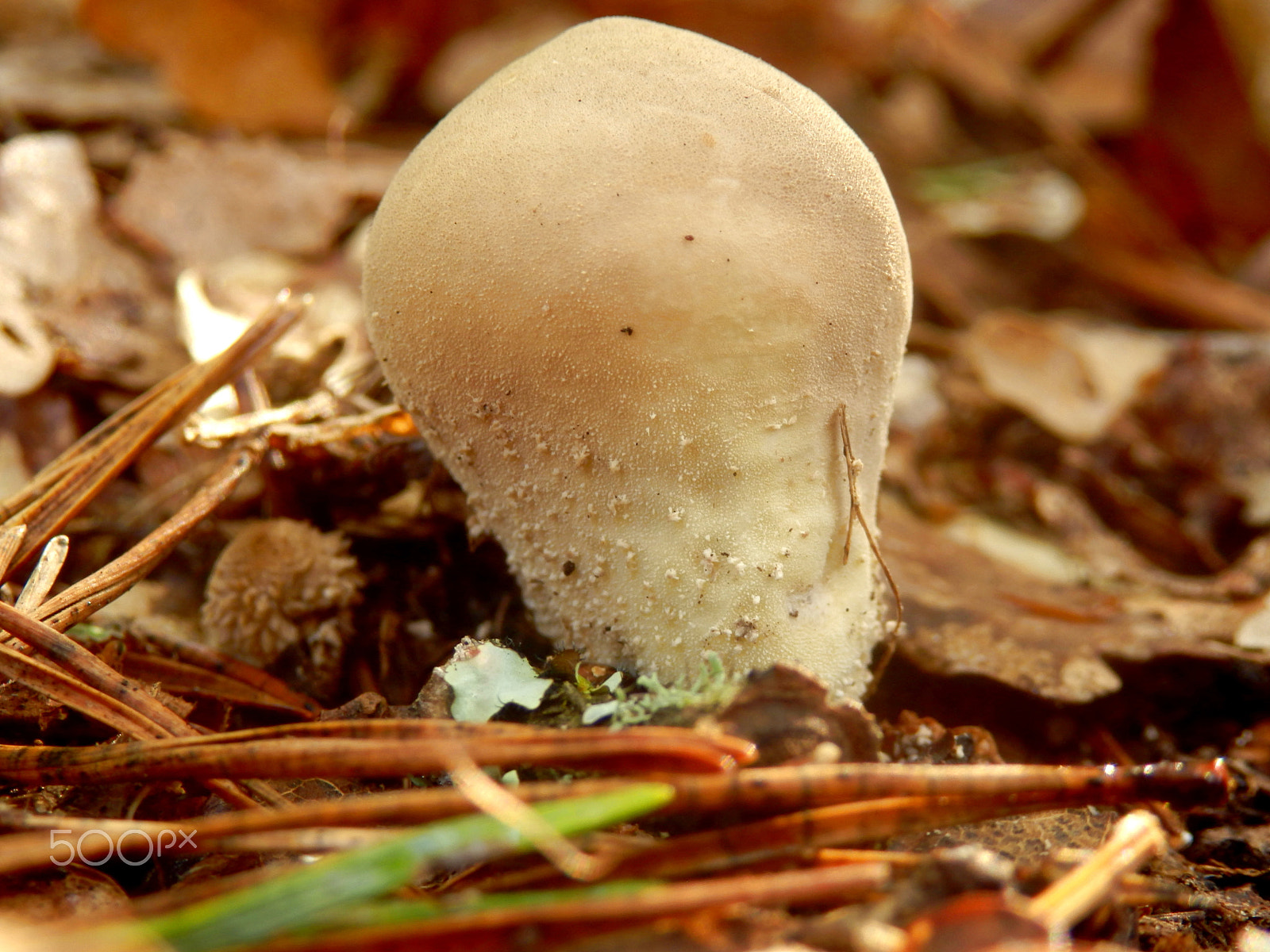 Olympus SZ-31MR sample photo. Stump puffball photography