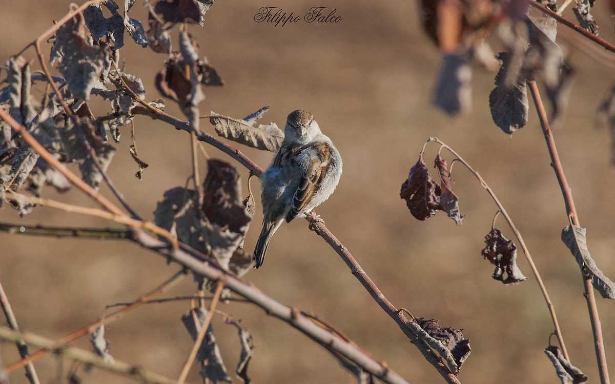 Nikon D90 + Nikon AF-S Nikkor 300mm F4D ED-IF sample photo. Passero comune photography