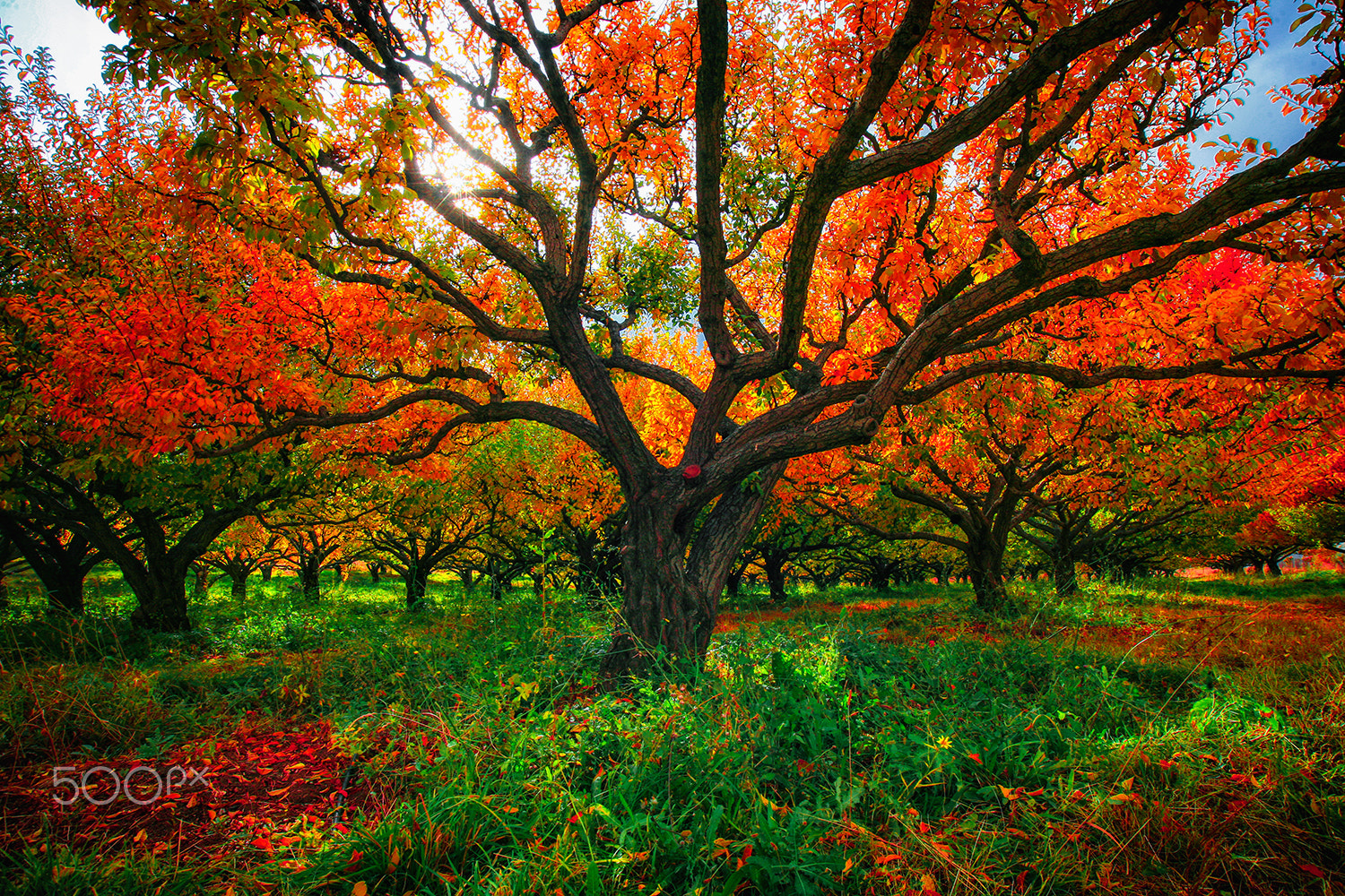 Sigma 17-35mm f/2.8-4 EX DG Aspherical HSM sample photo. Autumn great photography
