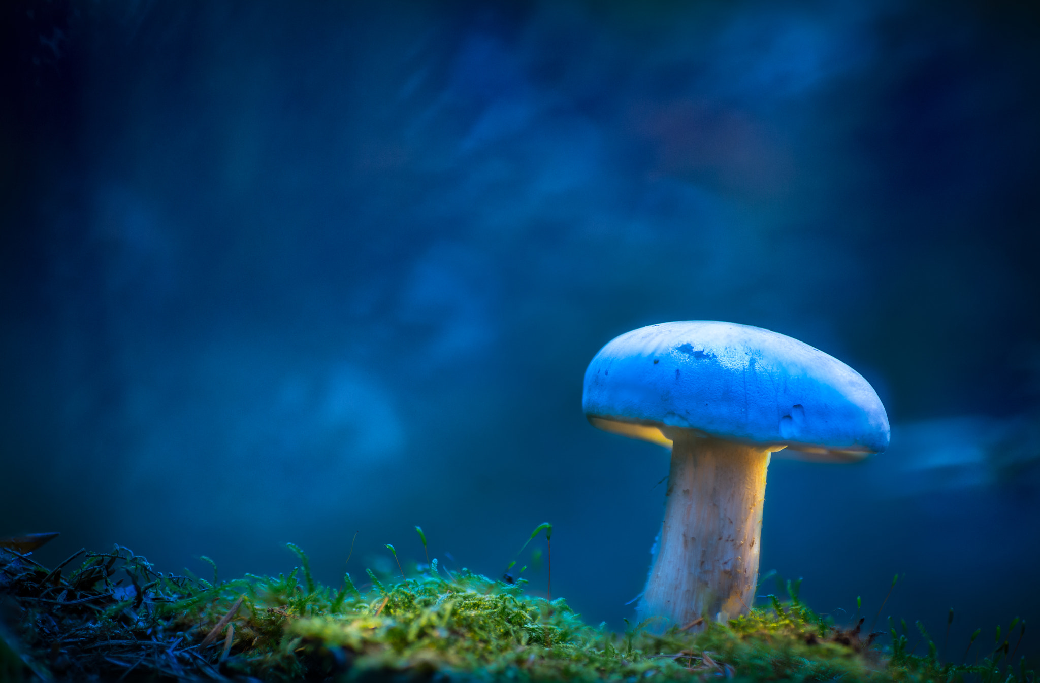 Canon EOS 6D + Tamron SP AF 90mm F2.8 Di Macro sample photo. Sur la mousse photography