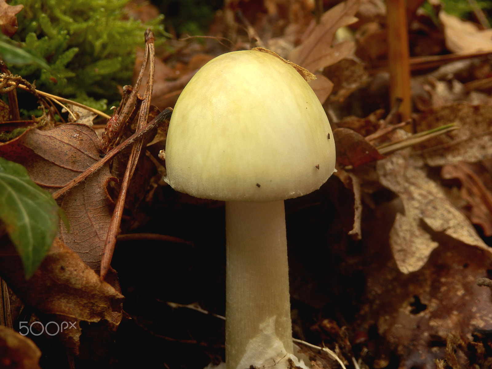 Olympus SZ-31MR sample photo. Amanita phalloides photography