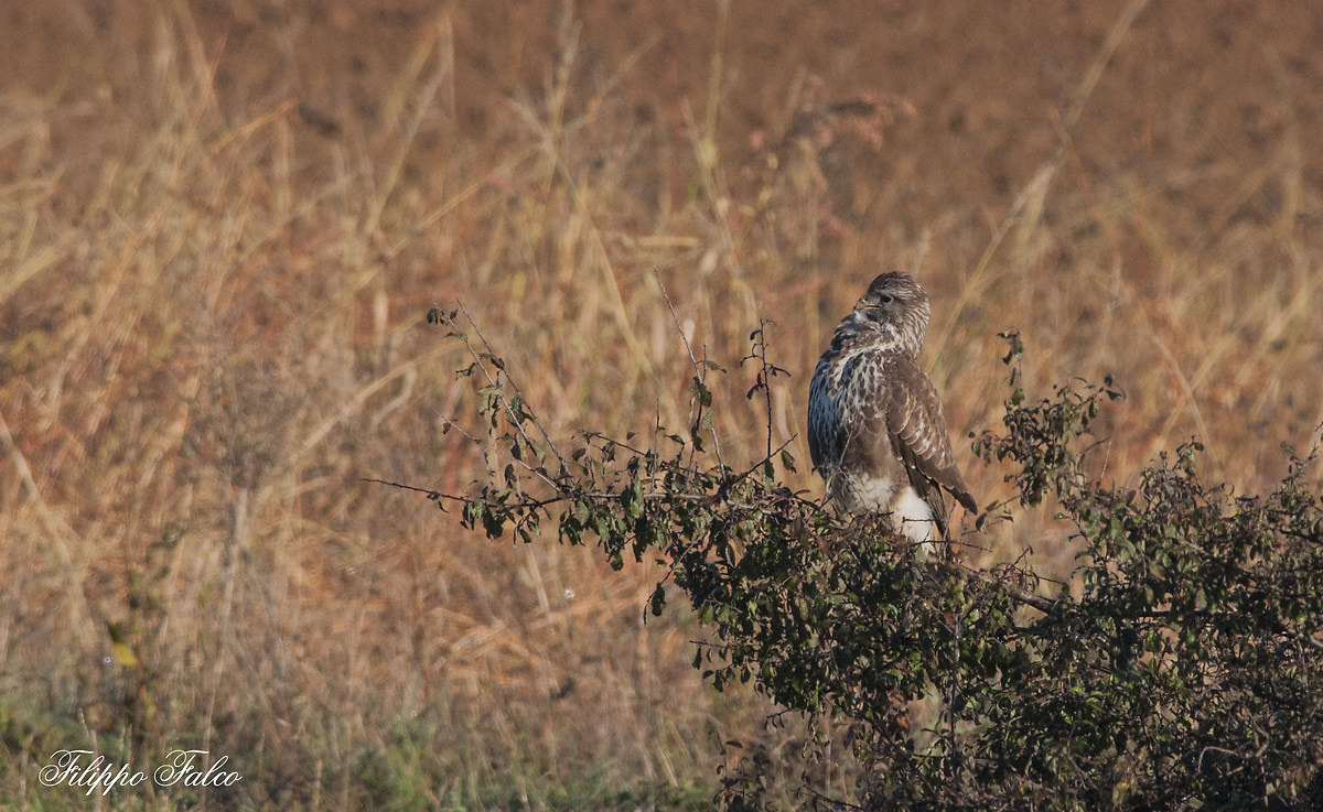 Nikon D90 + Nikon AF-S Nikkor 300mm F4D ED-IF sample photo. Le pulizie della poiana photography