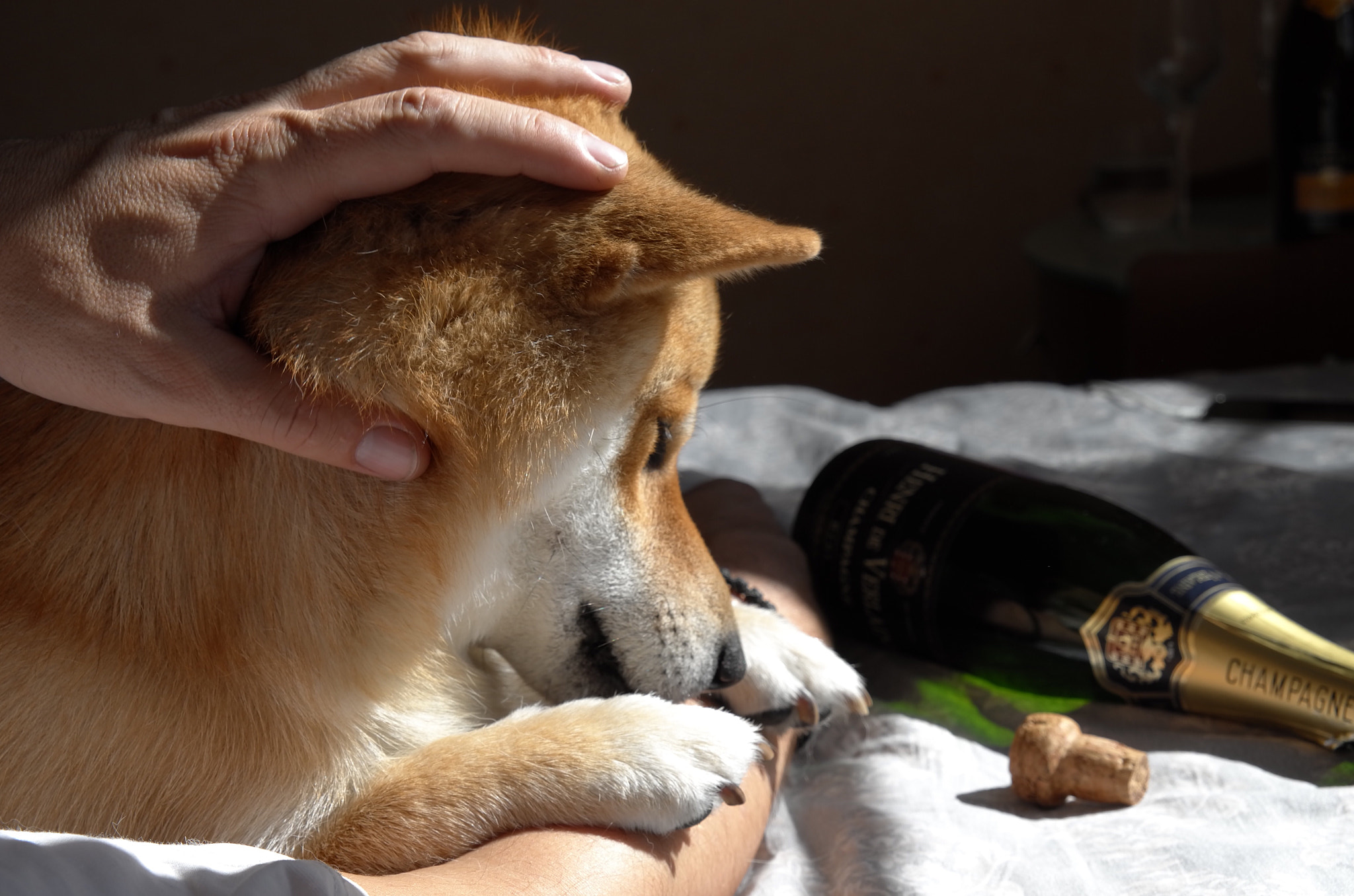 Leica T (Typ 701) sample photo. Jango and his evening photography
