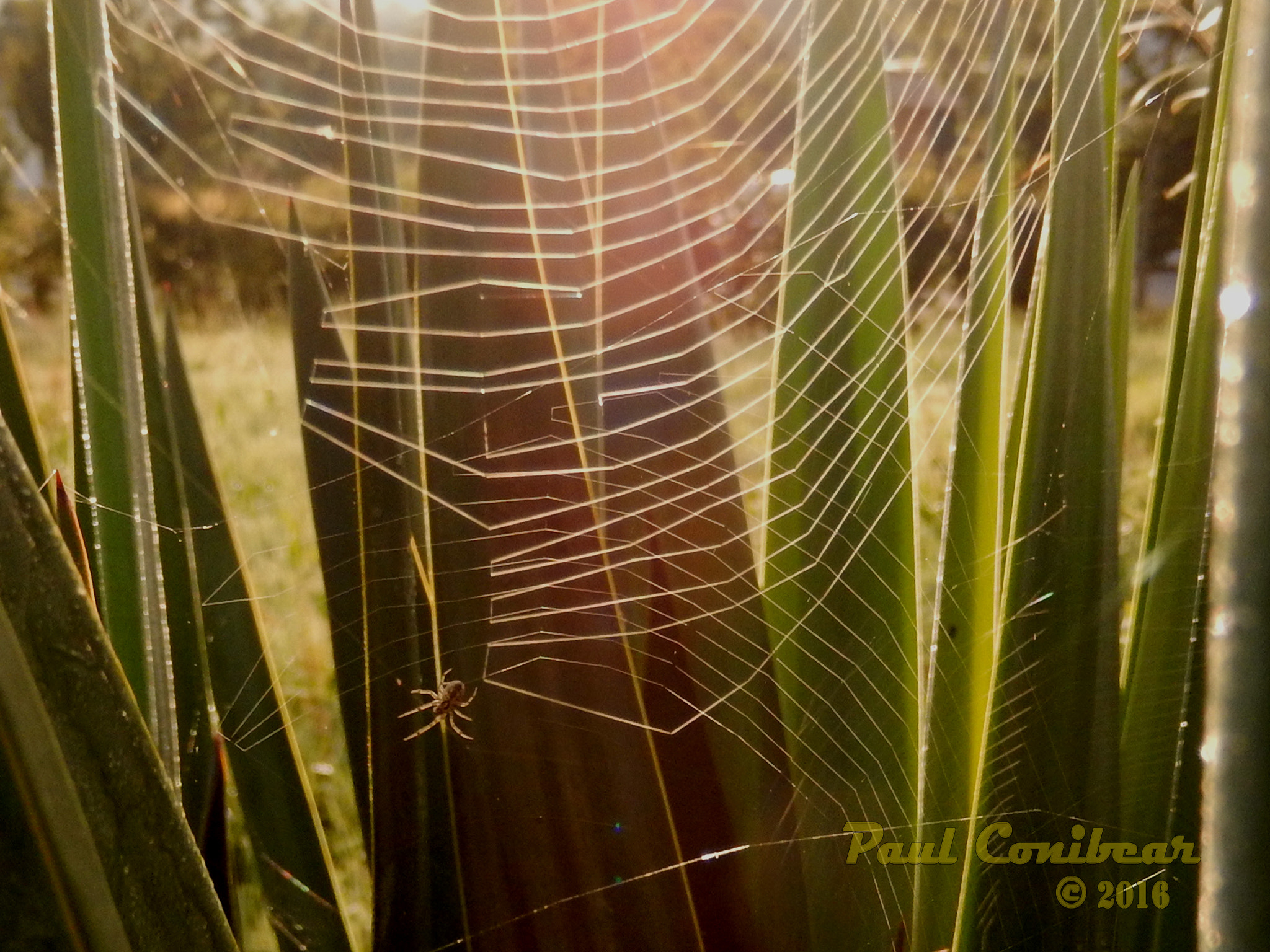 Nikon COOLPIX S9600 sample photo. Dew on a web photography