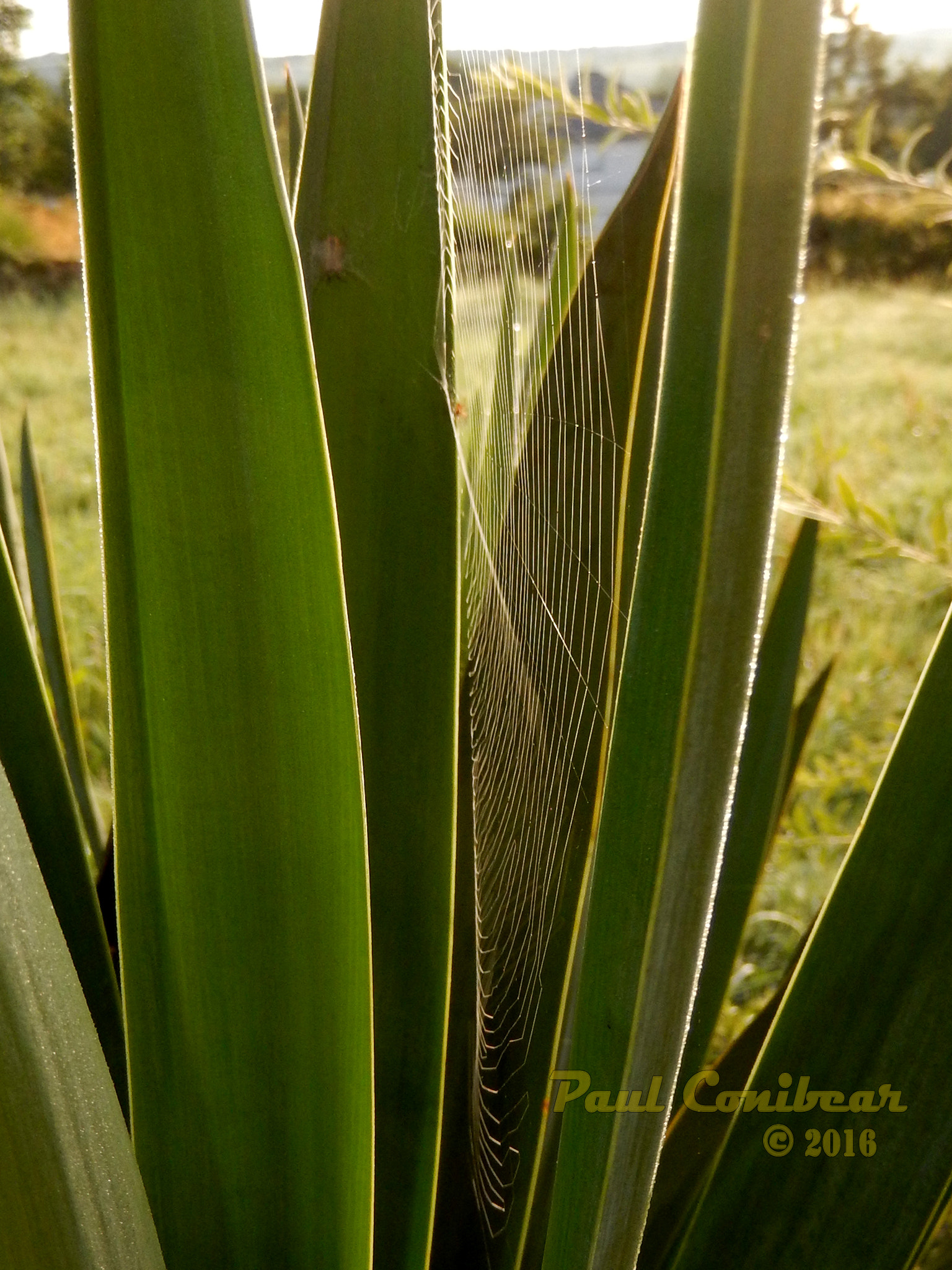 Nikon COOLPIX S9600 sample photo. Morning web photography