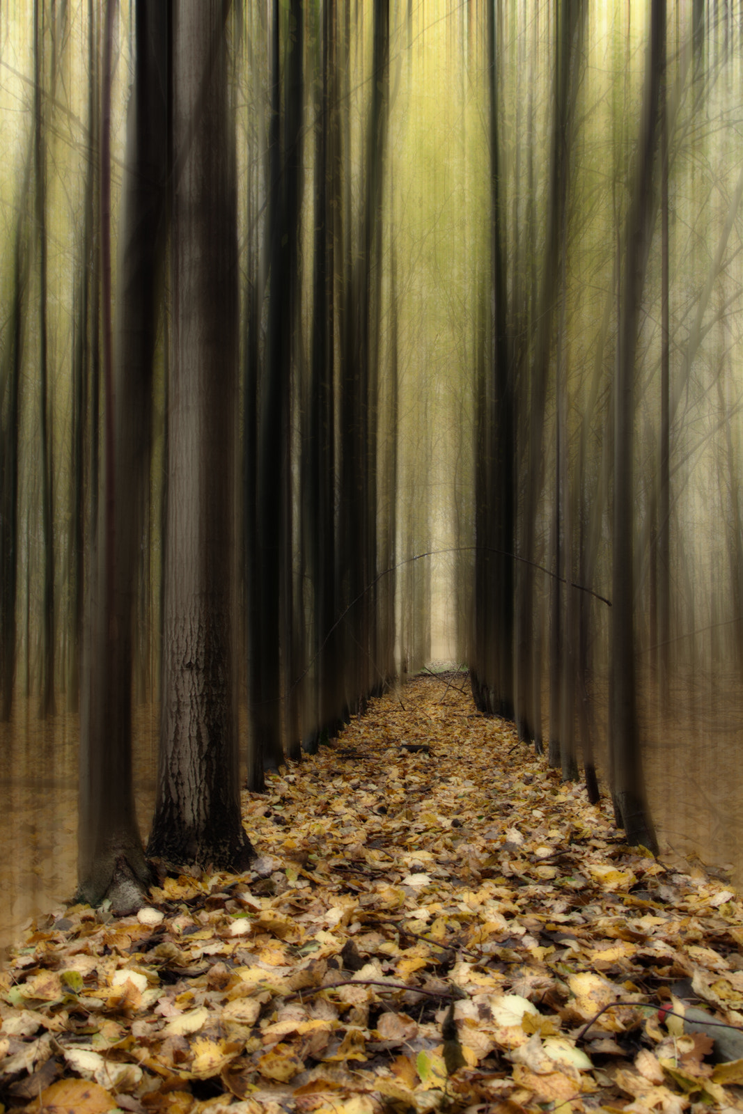 Canon EOS 50D sample photo. Herbst photography