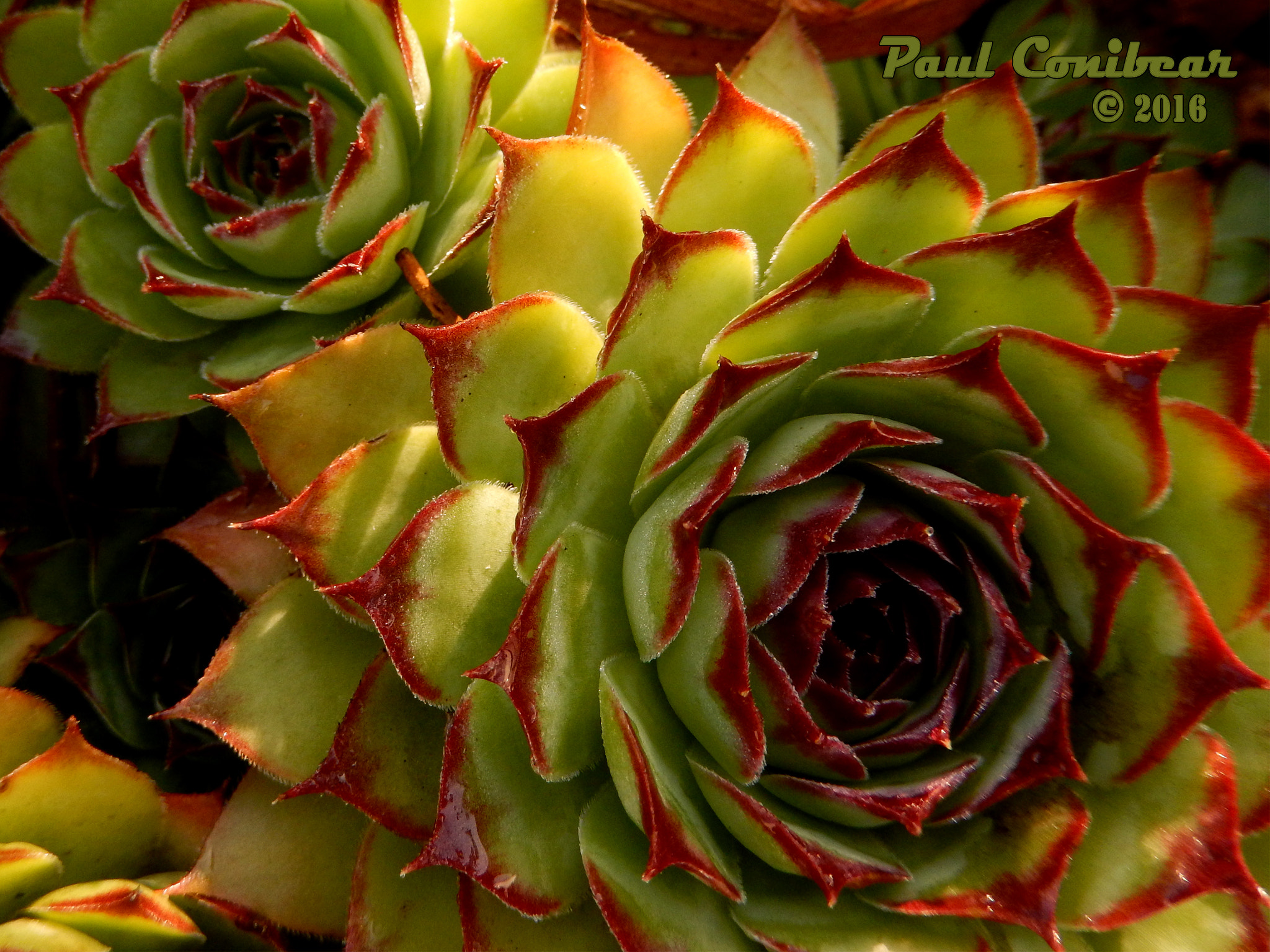 Nikon COOLPIX S9600 sample photo. Cactus photography