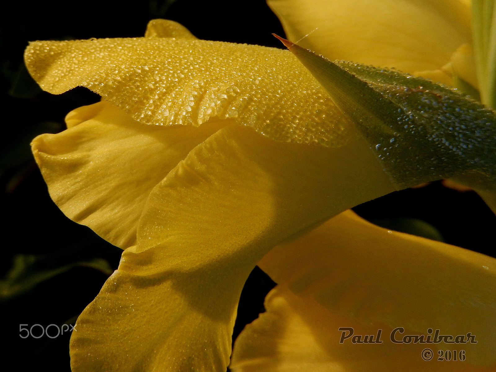 Nikon COOLPIX S9600 sample photo. Flower dew photography