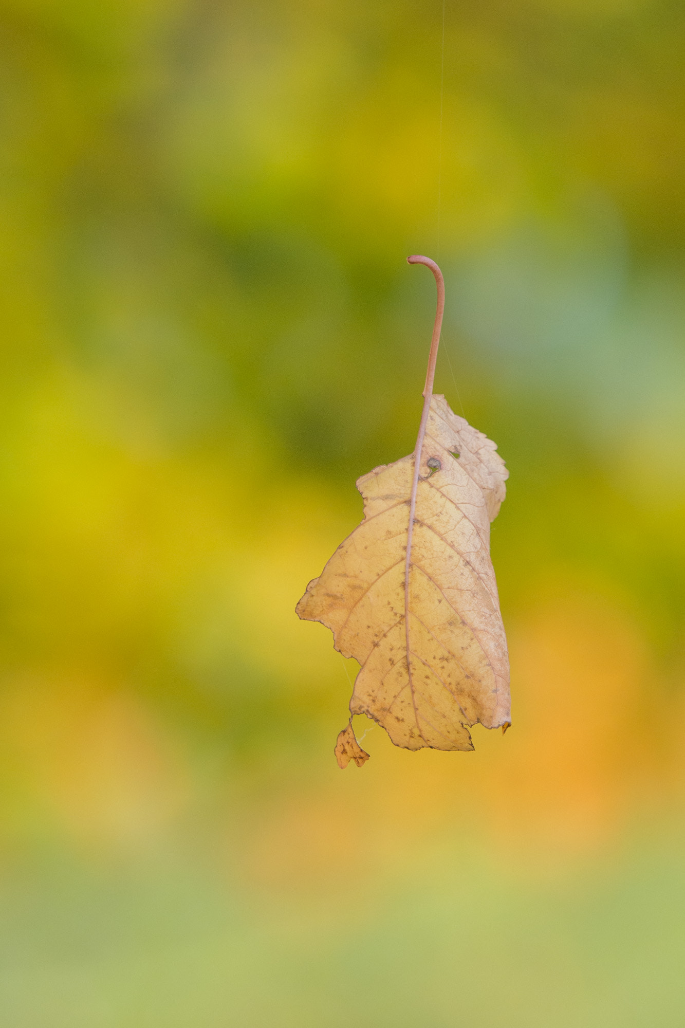 Olympus OM-D E-M10 + Olympus M.Zuiko Digital ED 40-150mm F2.8 Pro sample photo. Falling leaf photography