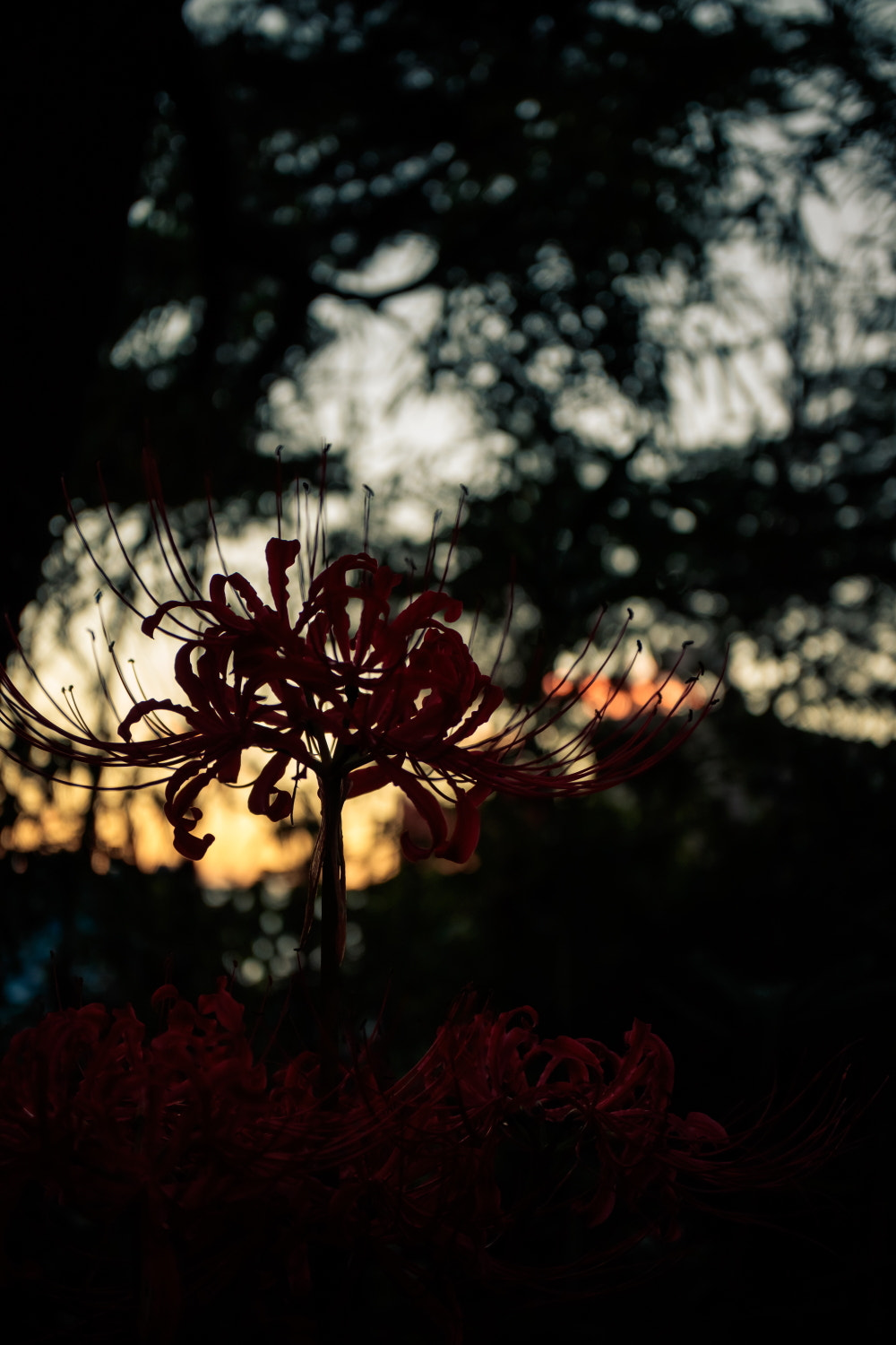 Canon EOS M3 + Canon EF-M 28mm F3.5 Macro IS STM sample photo. Cluster amaryllis photography