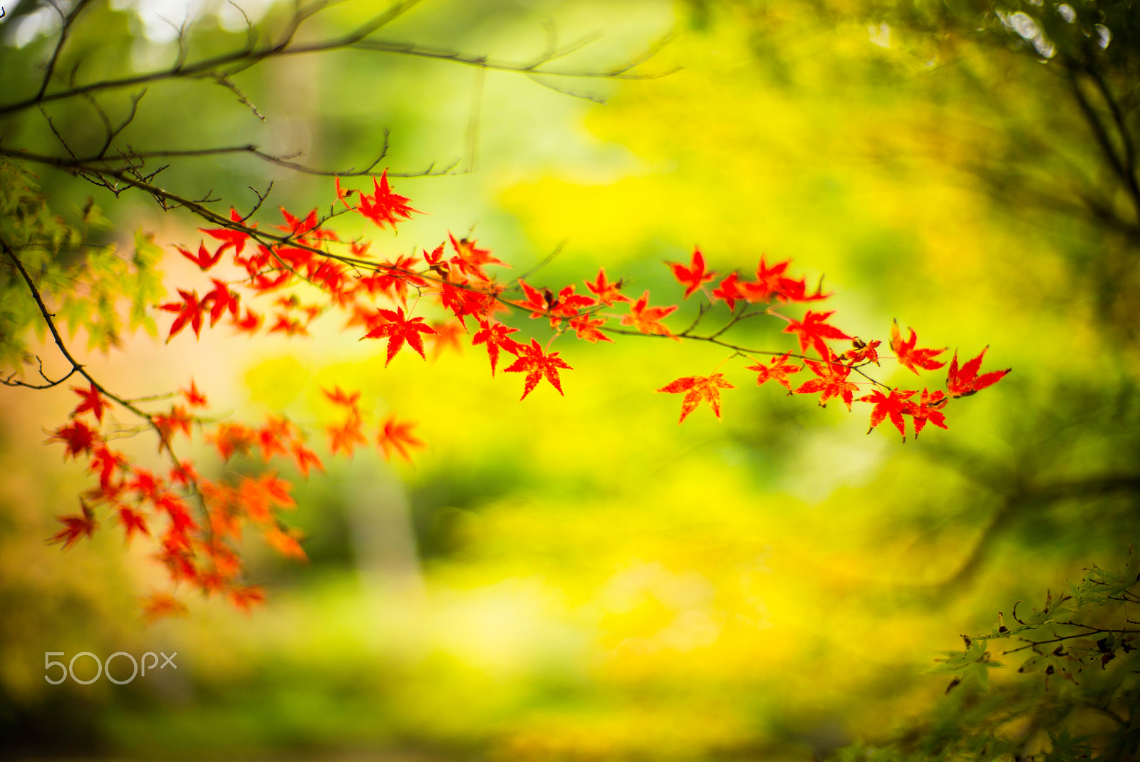 Noctilux-M 1:1/50 sample photo. Autumn song photography