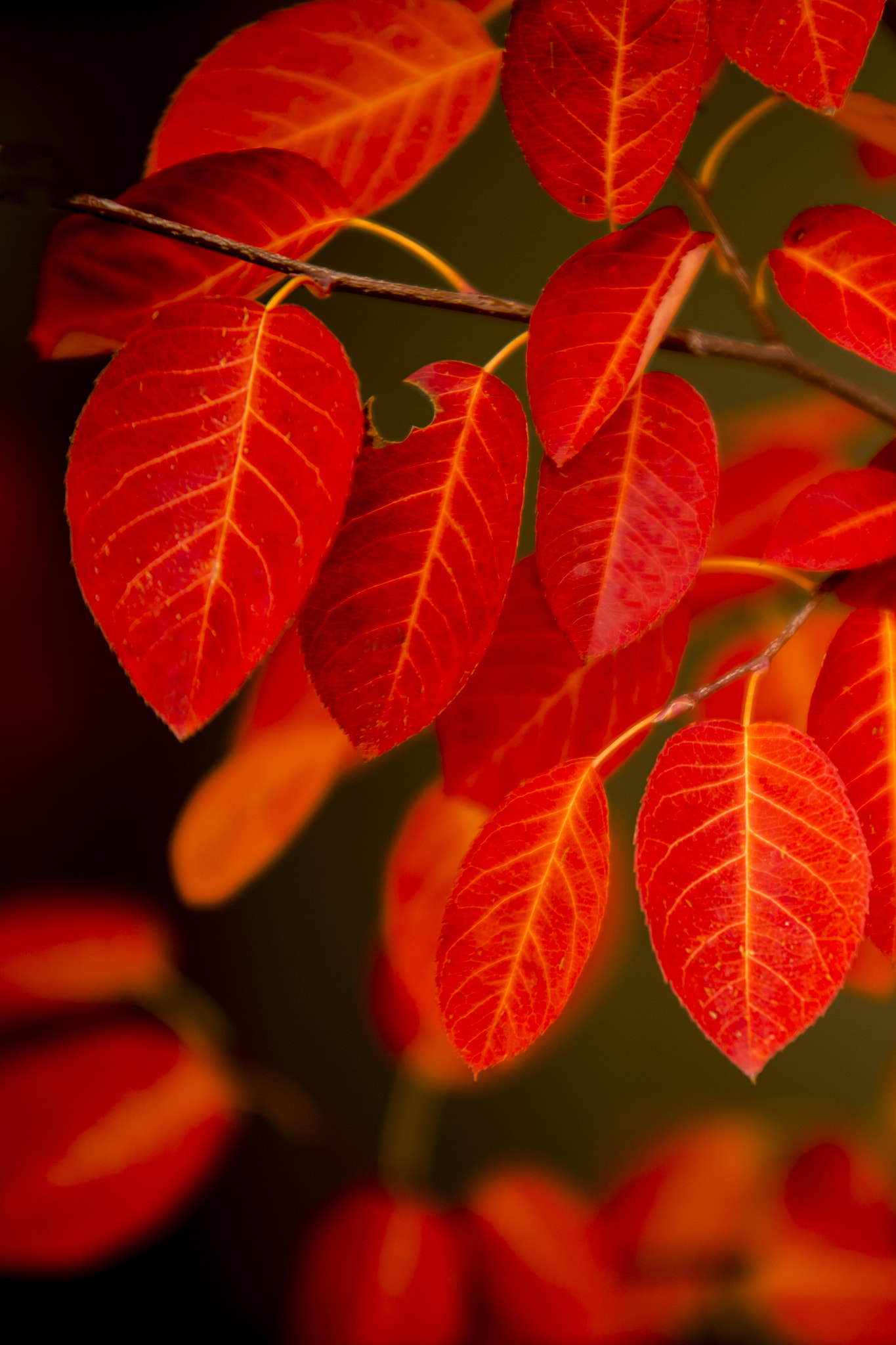 Sigma 70-200mm F2.8 EX DG OS HSM sample photo. Fall love photography