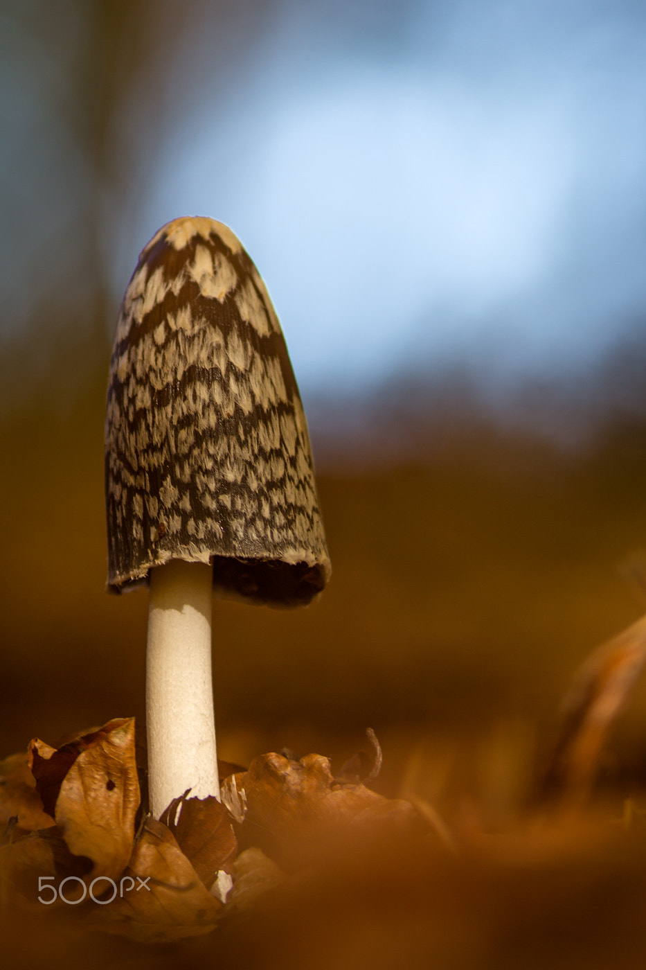 Canon EOS 60D + Canon EF 200mm F2.8L II USM sample photo. Specht-tintling │ magpie fungus │coprinopsis picacea photography