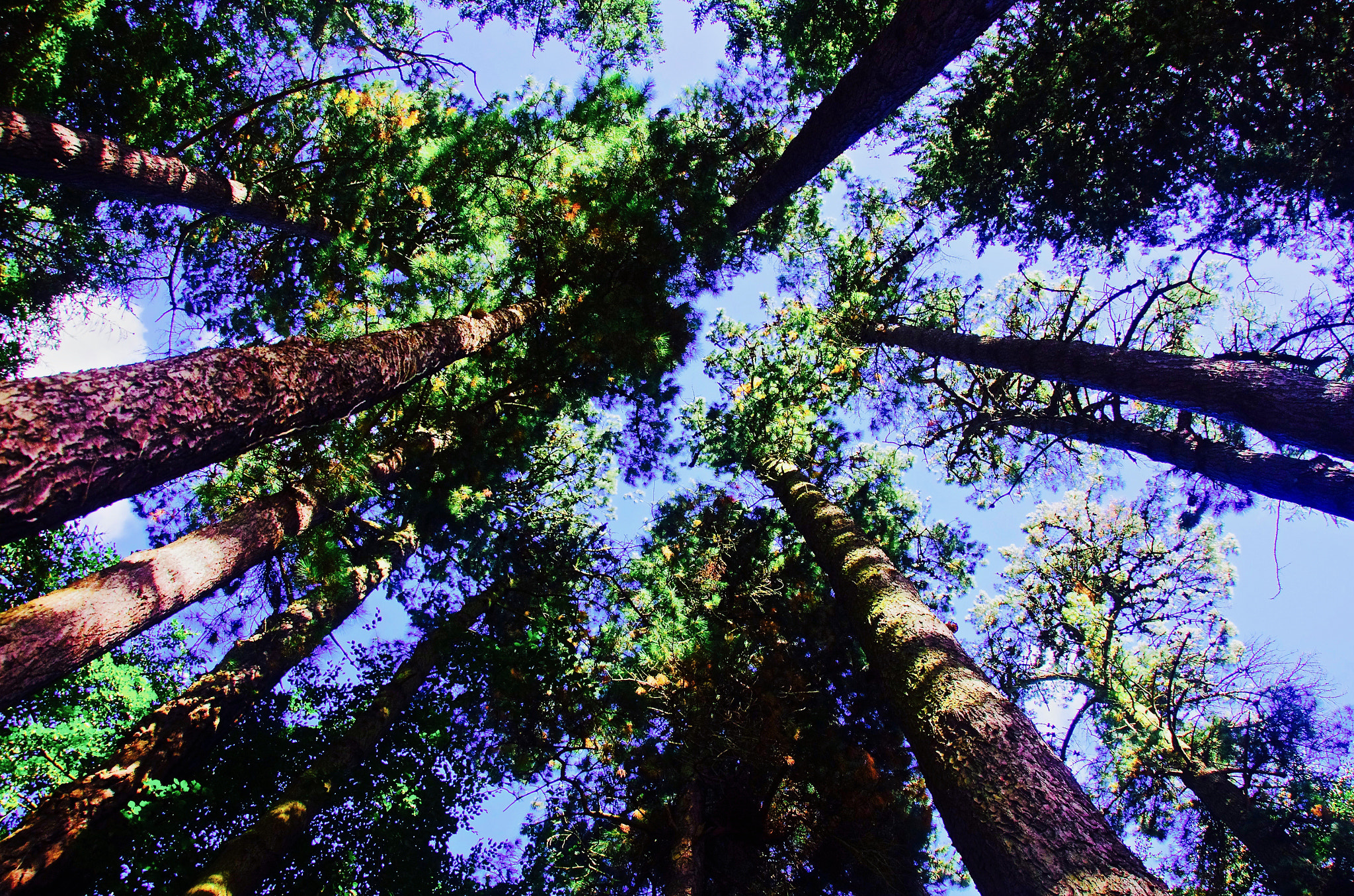 Pentax K-5 sample photo. Toward the sky photography