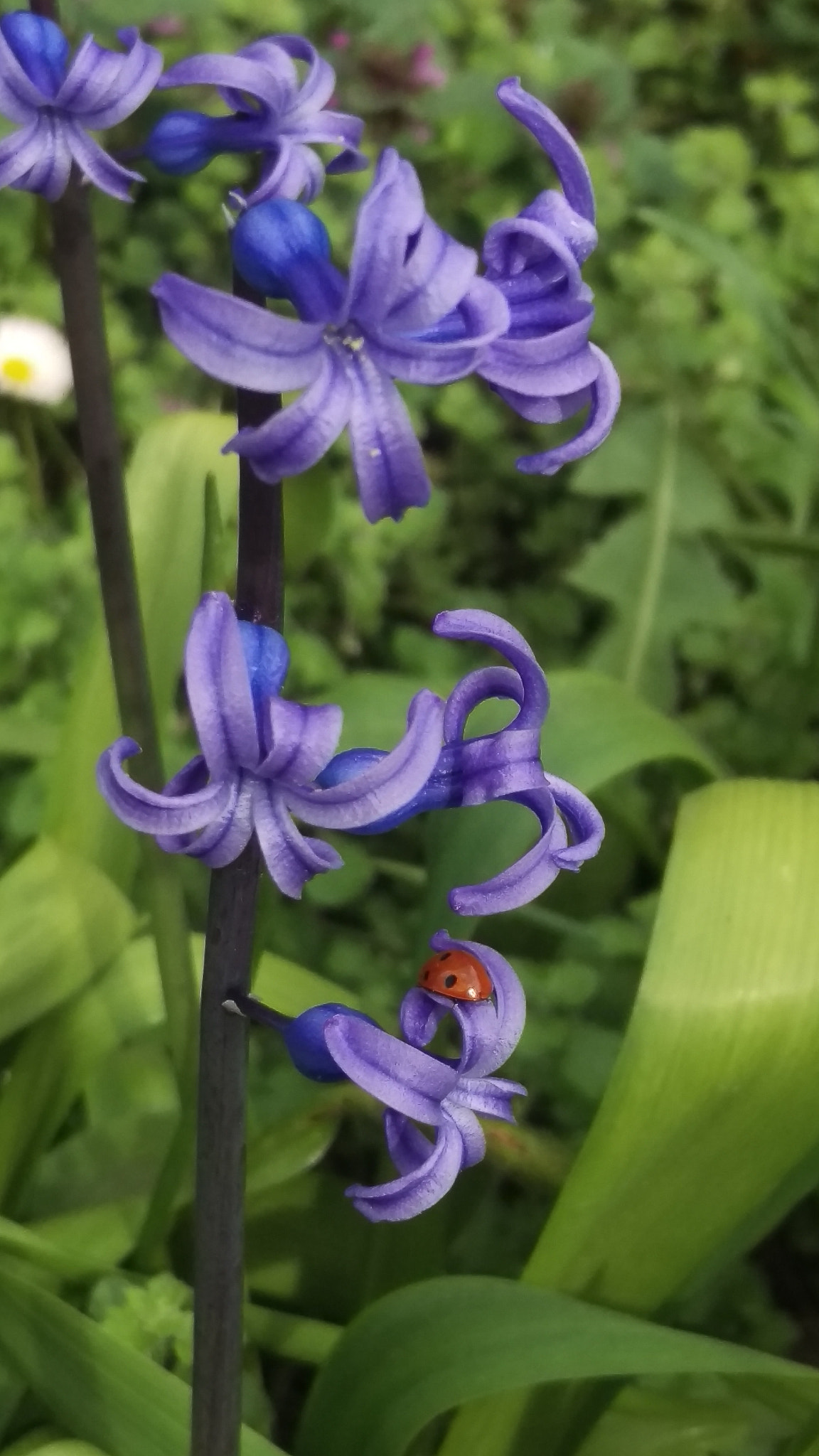 HTC M9 sample photo. Lienka photography
