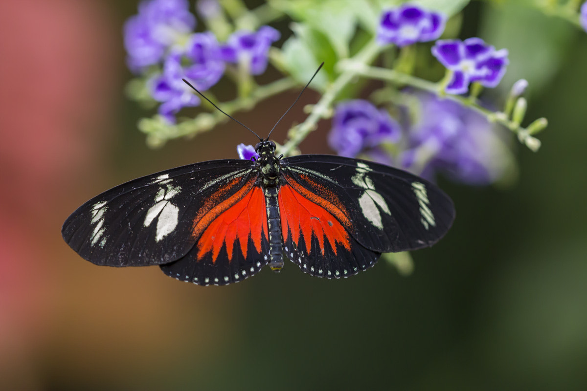 Sigma APO Macro 150mm f/2.8 EX DG HSM sample photo. Tropical butterfly photography