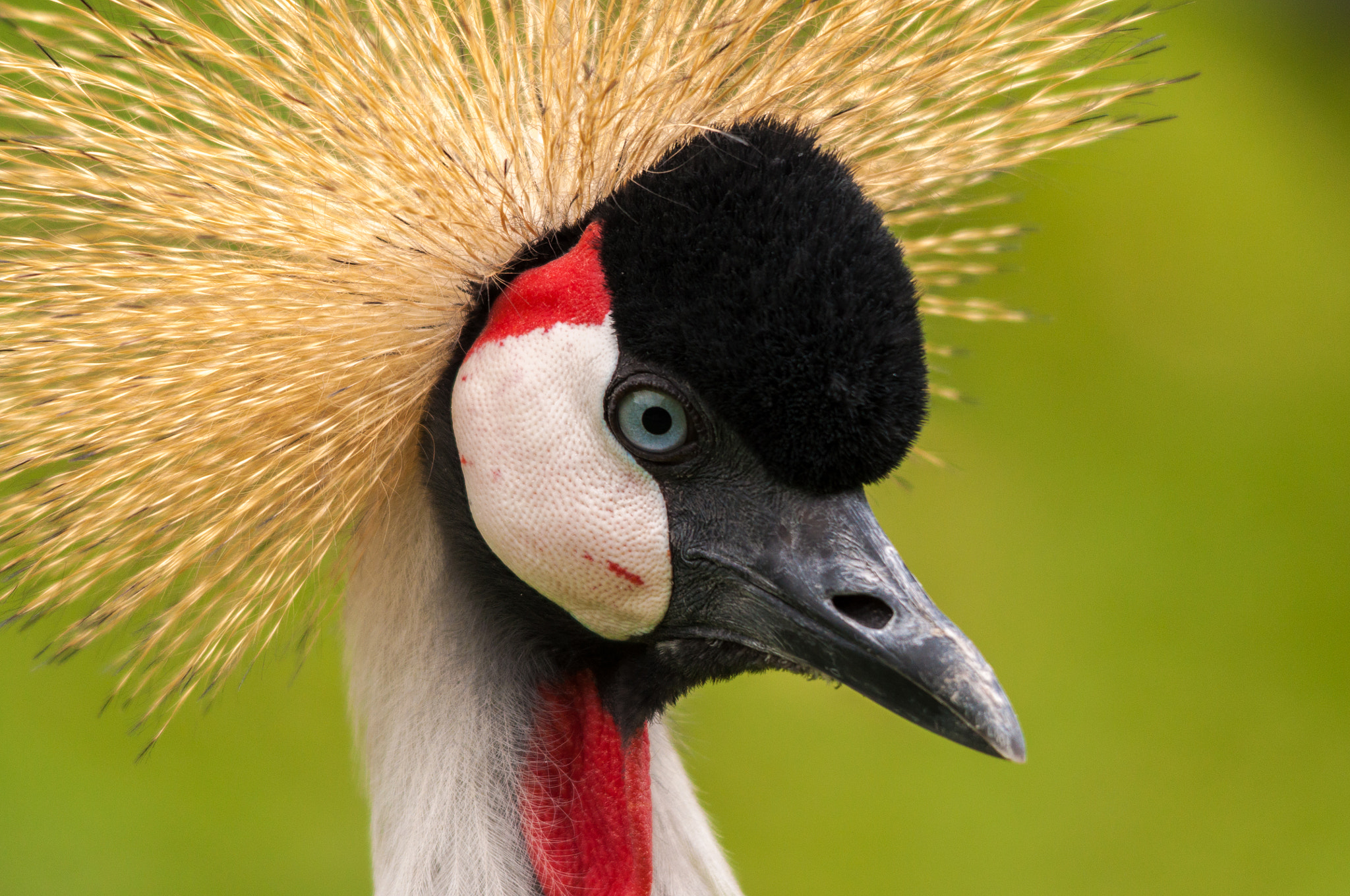 Sigma 150-500mm F5-6.3 DG OS HSM sample photo. Grey crowned crane..  photography
