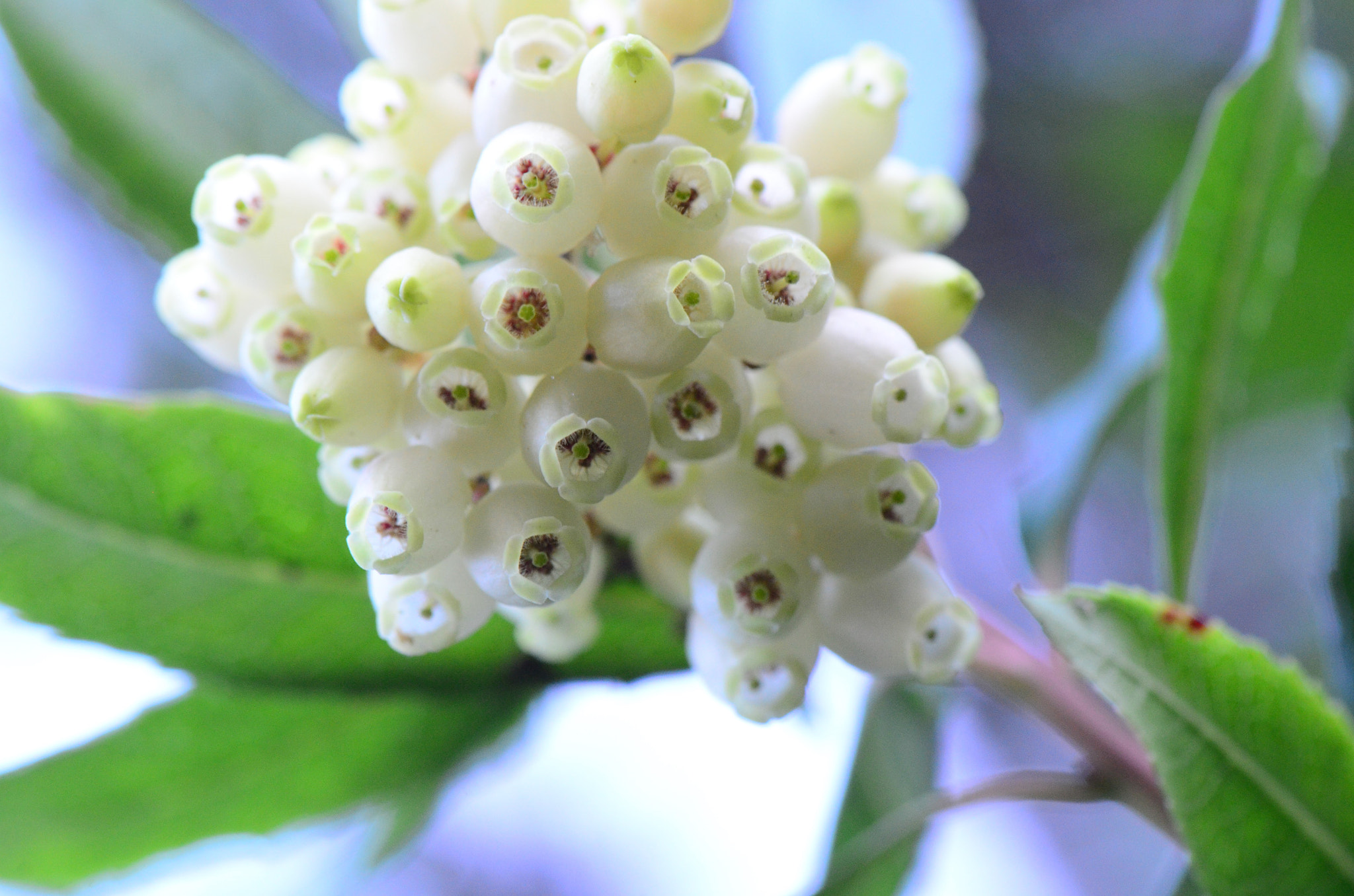 Nikon AF-S Micro-Nikkor 105mm F2.8G IF-ED VR sample photo. Arbousiers photography