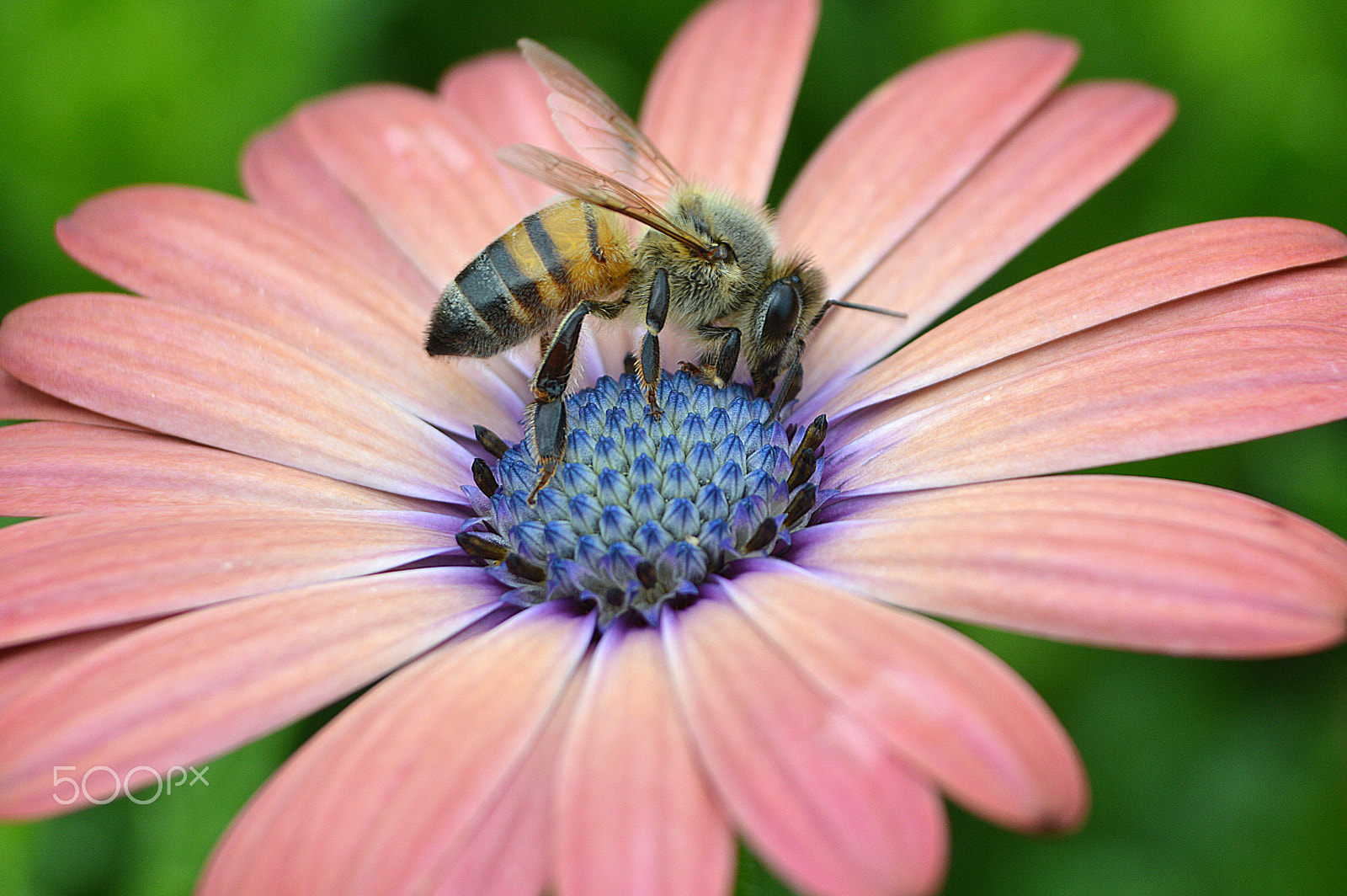 Nikon D3200 sample photo. A bugs life photography