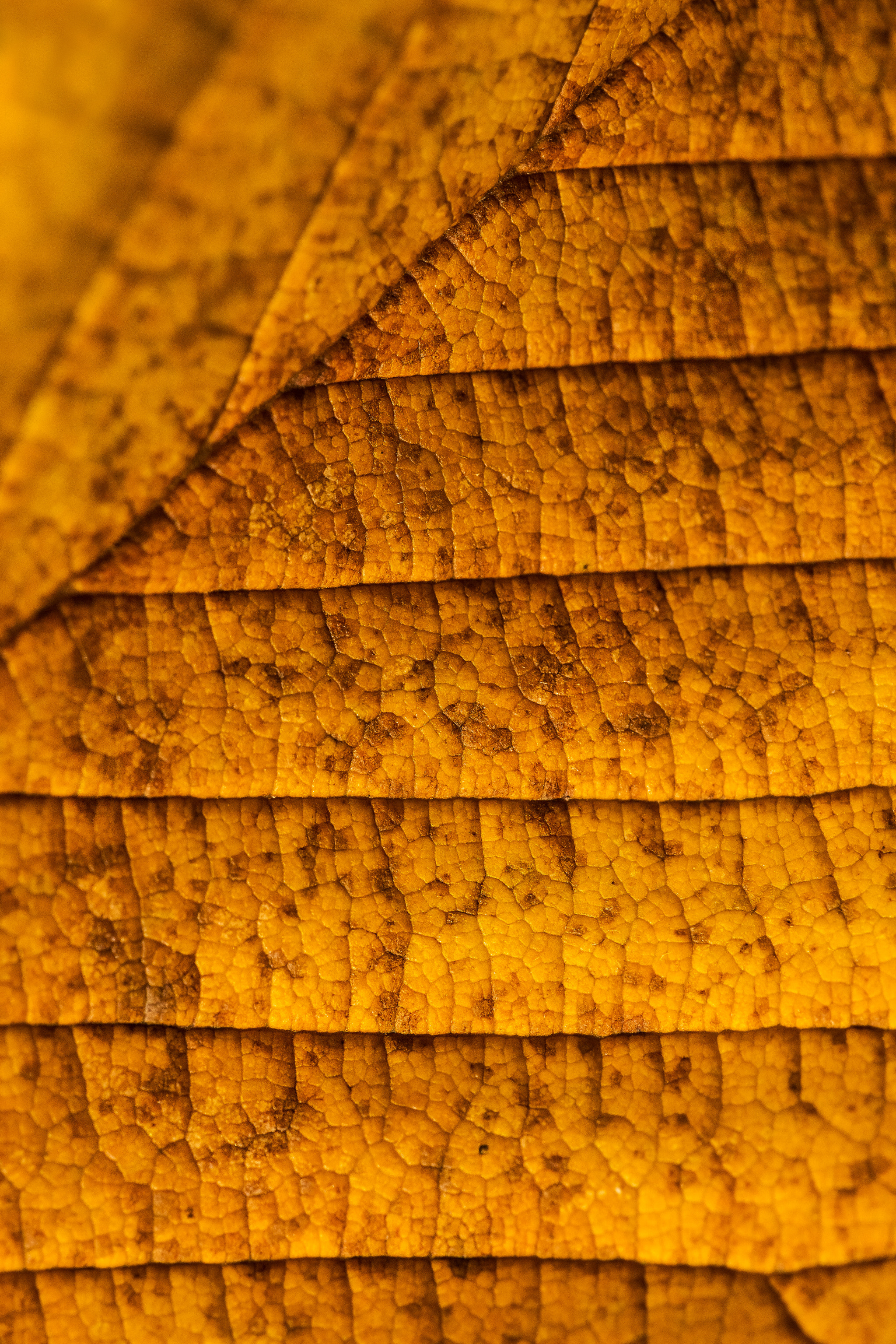 Sigma 70-200mm F2.8 EX DG Macro HSM II sample photo. Leaf lines photography