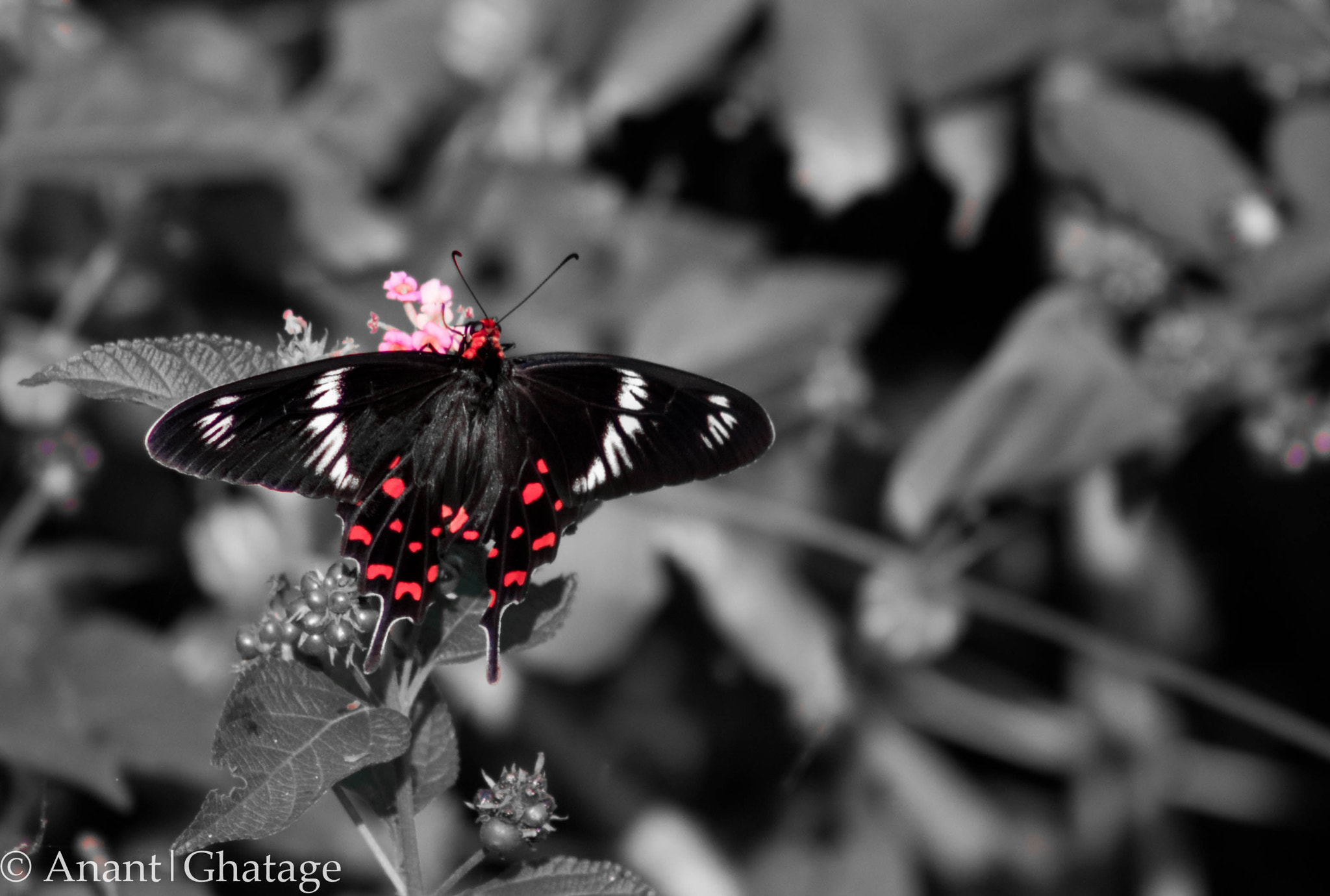 Canon EOS 80D + EF75-300mm f/4-5.6 sample photo. Shooting butterflies... photography