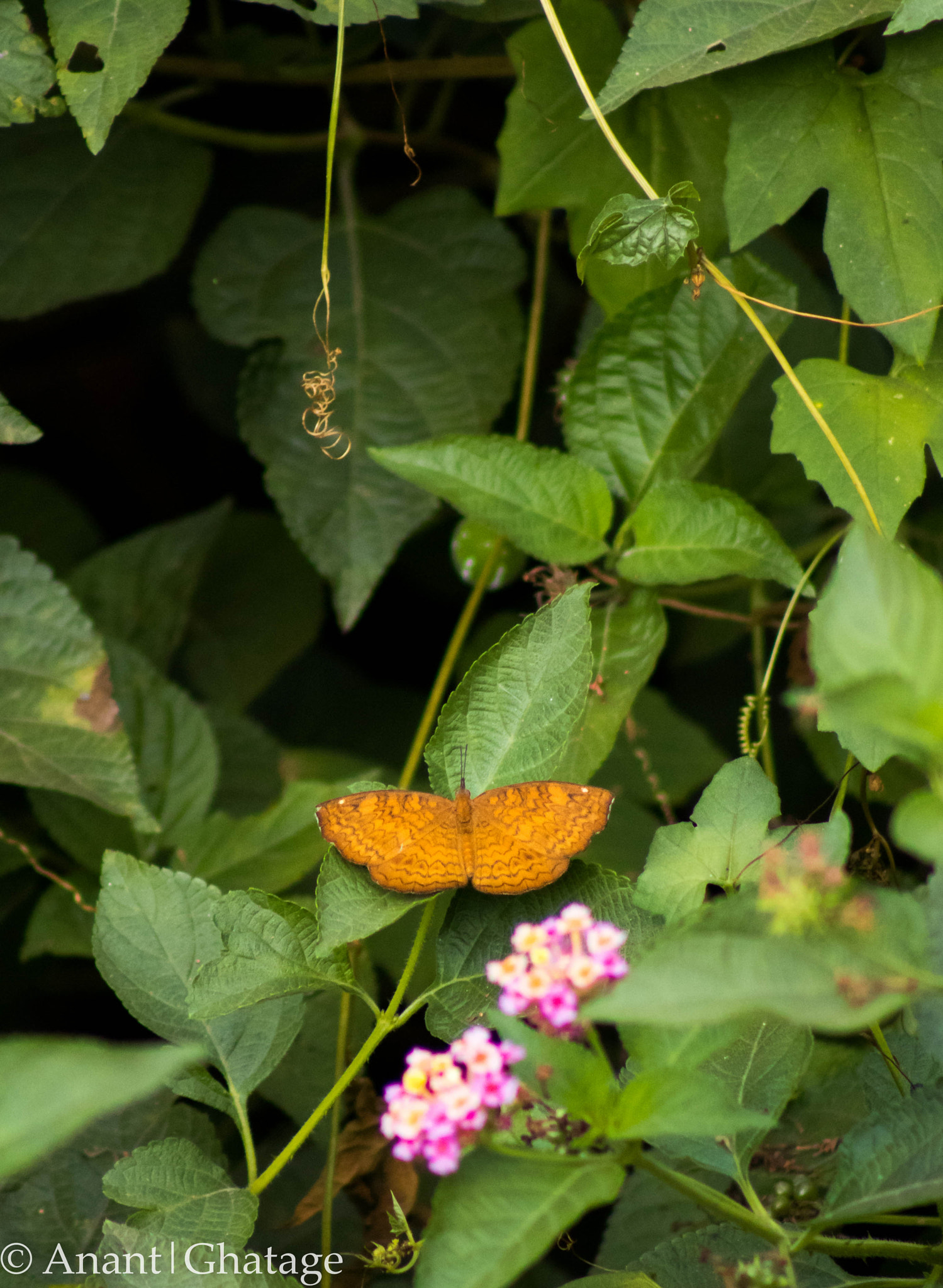 Canon EOS 80D + EF75-300mm f/4-5.6 sample photo. Shooting butterflies... photography