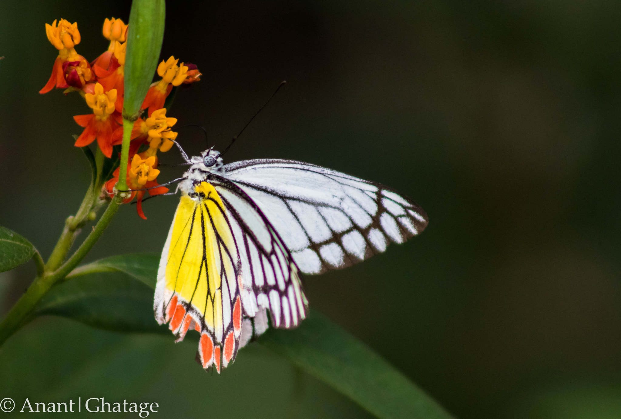 Canon EOS 80D + EF75-300mm f/4-5.6 sample photo. Shooting butterflies... photography
