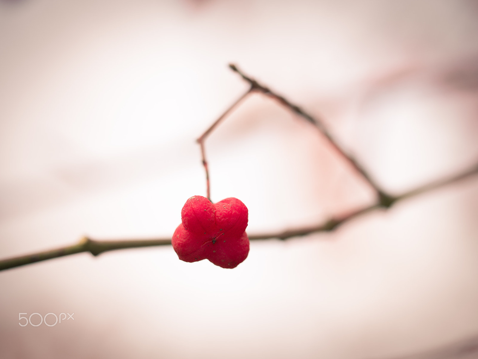 Olympus M.Zuiko Digital ED 60mm F2.8 Macro sample photo. Fade into rose photography