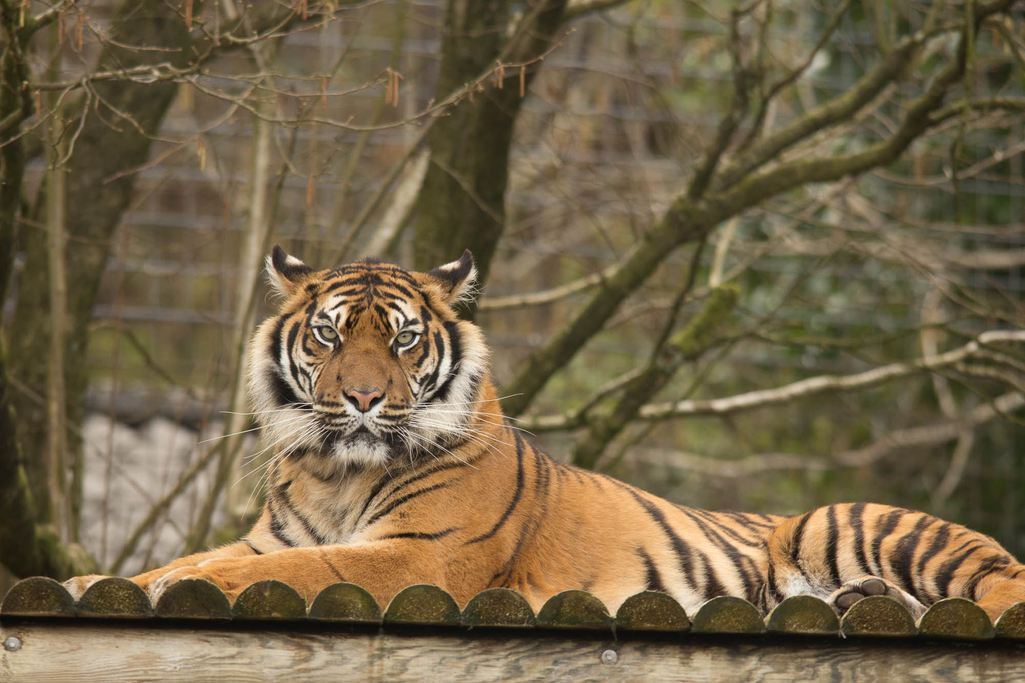 Sigma 150-500mm F5-6.3 DG OS HSM sample photo. Tiger photography