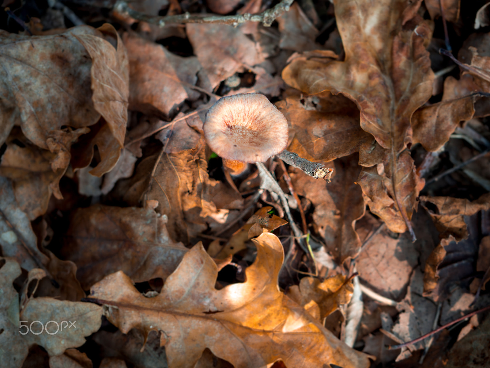 Olympus M.Zuiko Digital ED 60mm F2.8 Macro sample photo. Autumn's soul photography