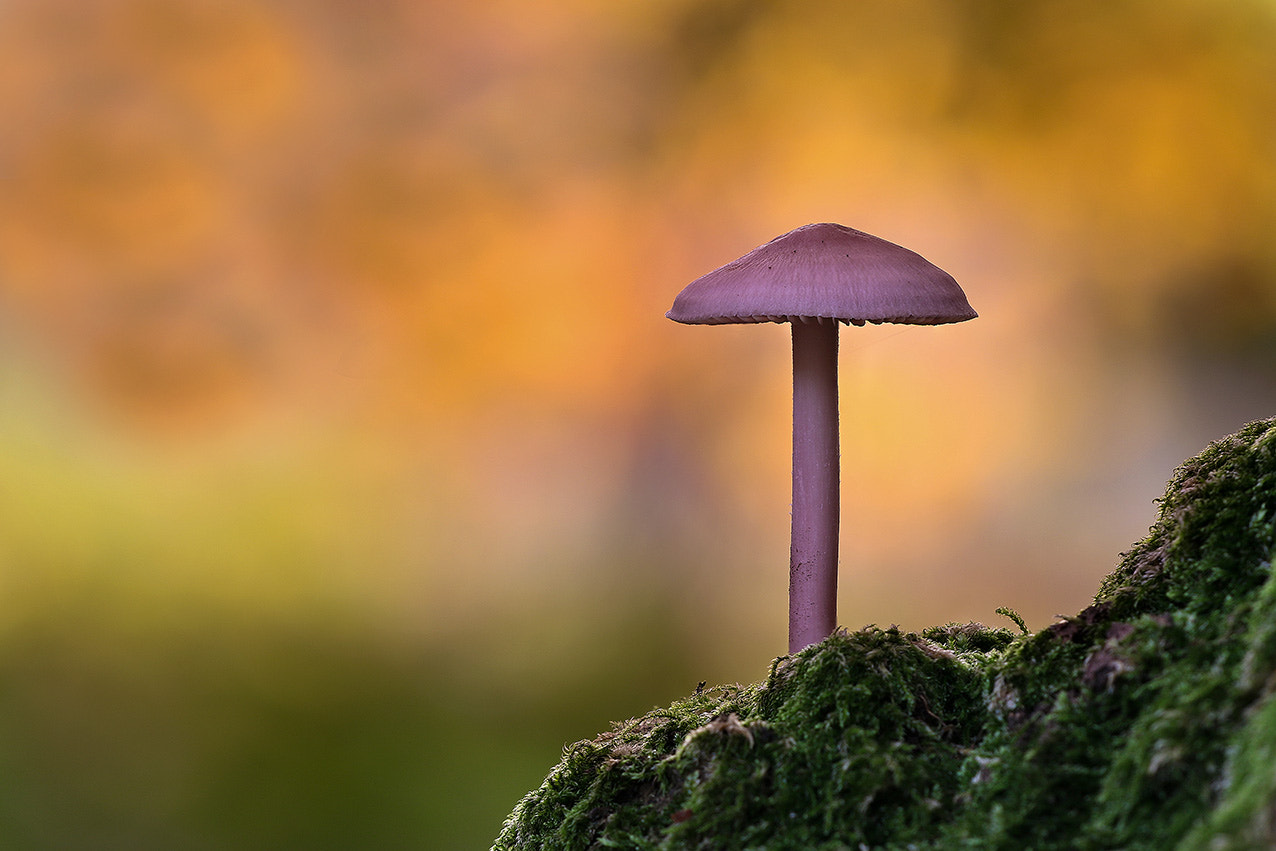 Sigma APO Macro 150mm f/2.8 EX DG HSM sample photo. Mushroom photography