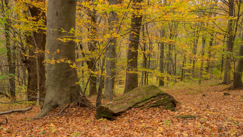 Nikon D3300 sample photo. Autumn woods photography