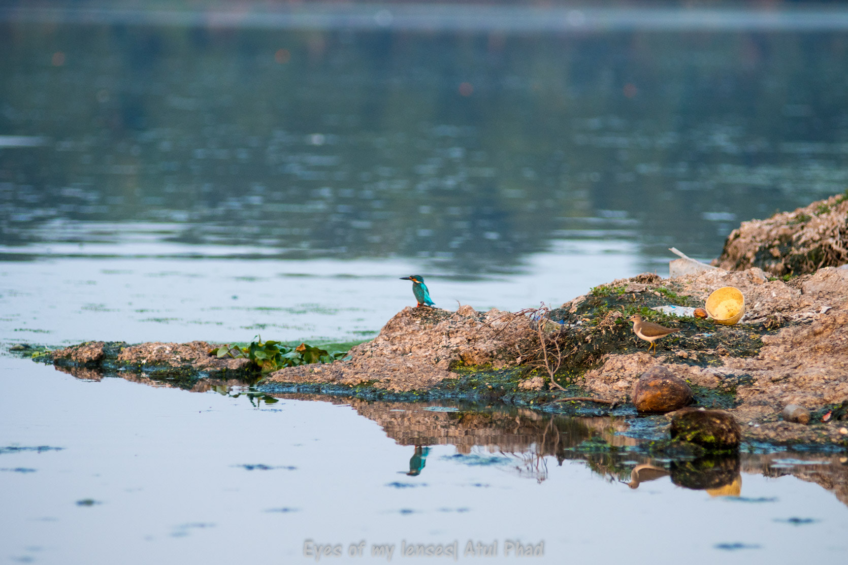 Nikon AF-Nikkor 80-200mm F2.8D ED sample photo. Birds photography