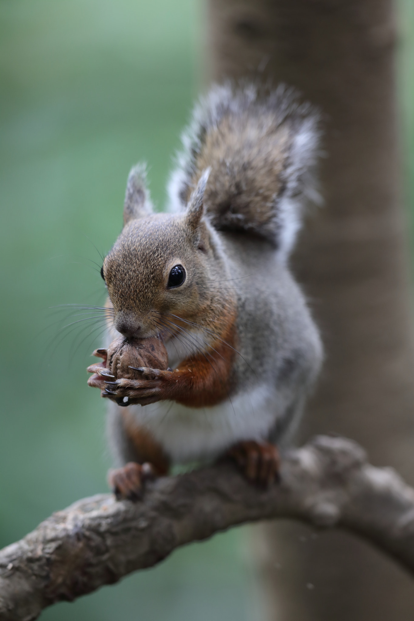 Canon EOS 5D Mark IV + Canon EF 300mm F2.8L IS II USM sample photo. Squirrel photography