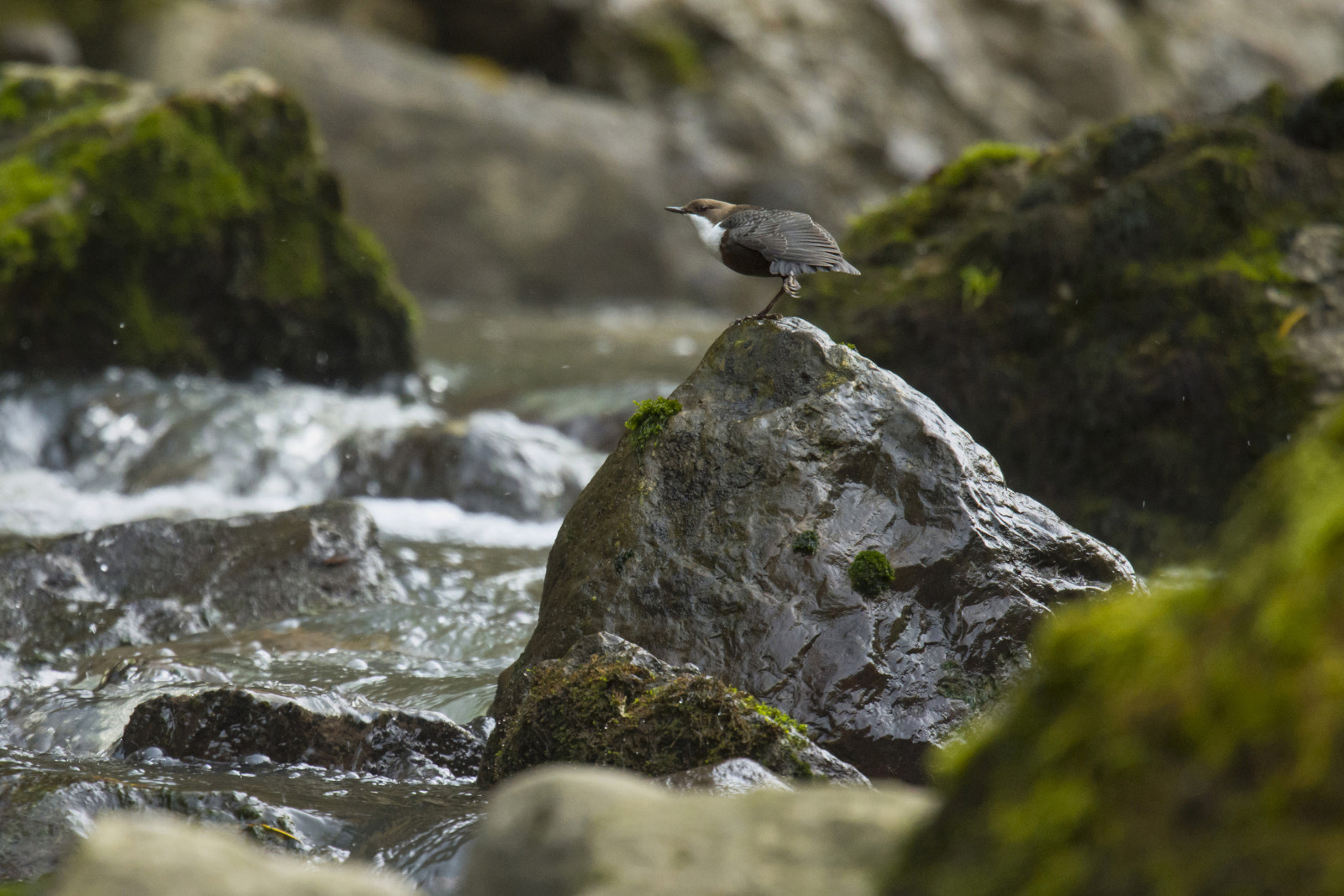 Nikon Nikkor AF-S 300mm F4E PF ED VR sample photo. Cincle plongeur - white-throated dipper photography