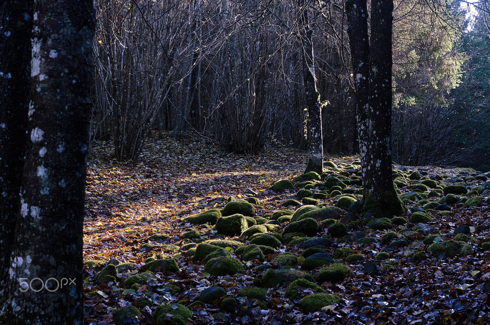 Sony SLT-A57 sample photo. Stone path in the forest photography