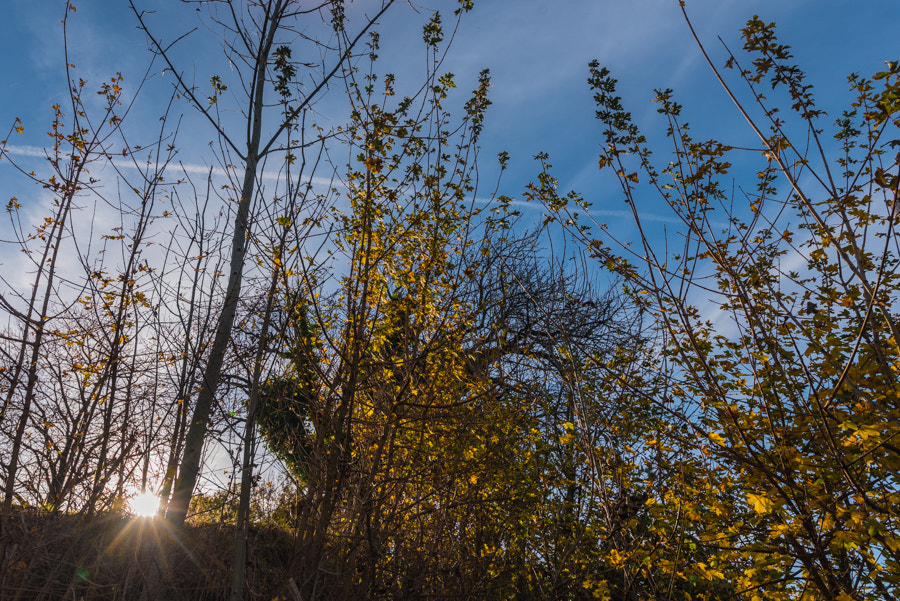 Nikon D750 sample photo. Autumn sun photography