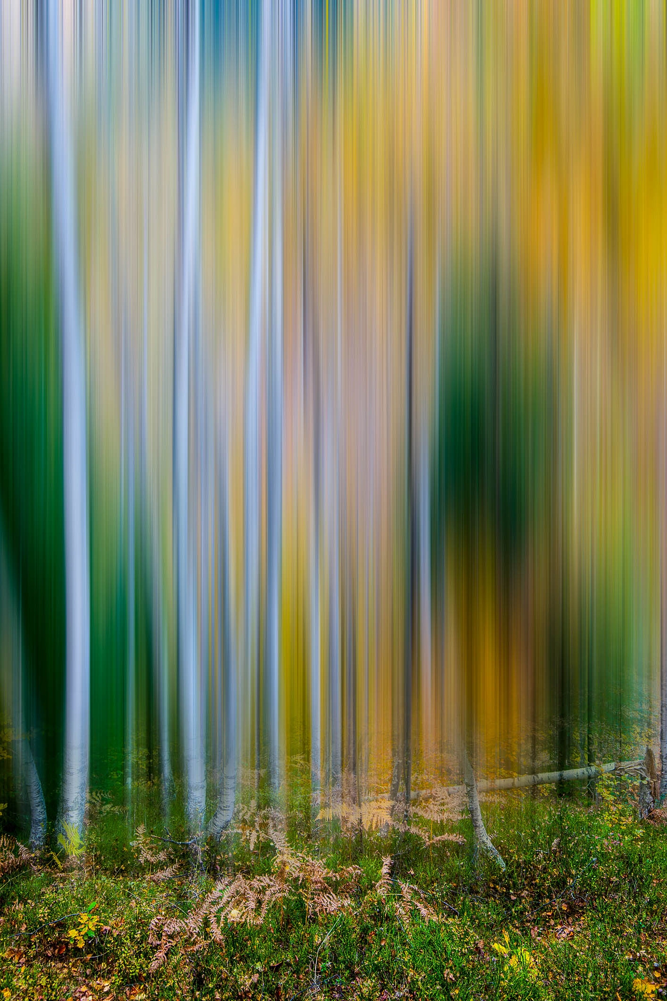 Nikon D3X sample photo. In forest photography