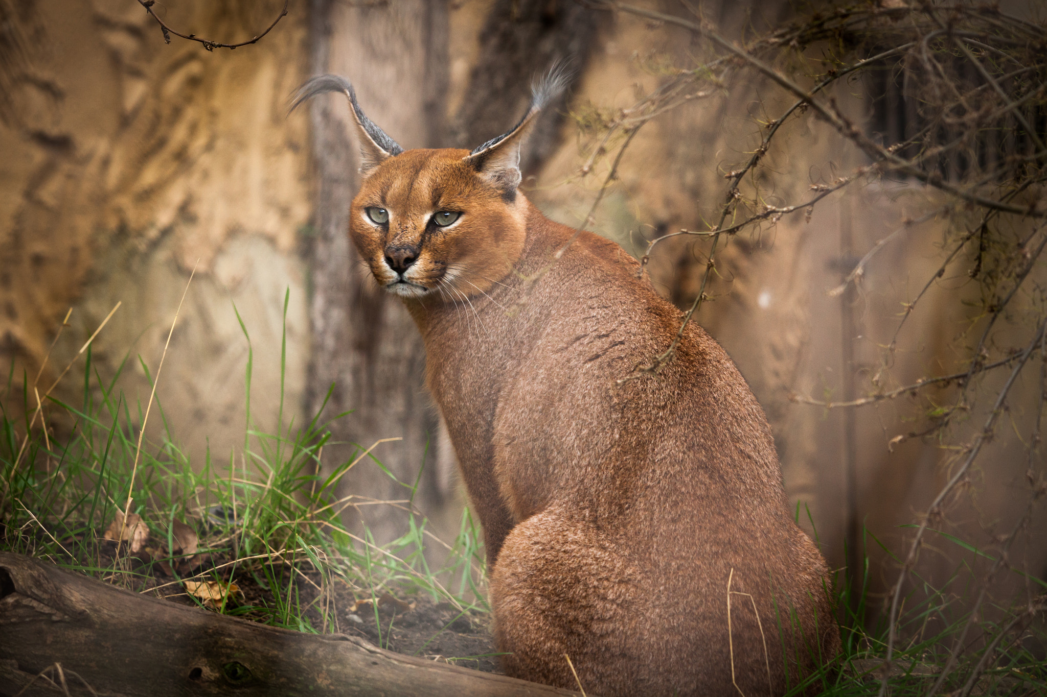 Sigma 150-500mm F5-6.3 DG OS HSM sample photo. Animal sadness photography