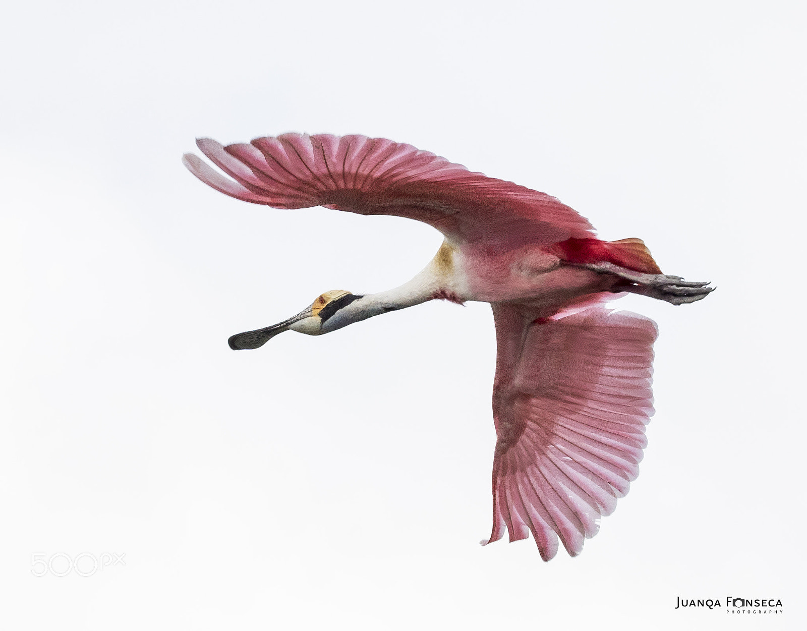 Sony ILCA-77M2 sample photo. Roseate spoonbill photography