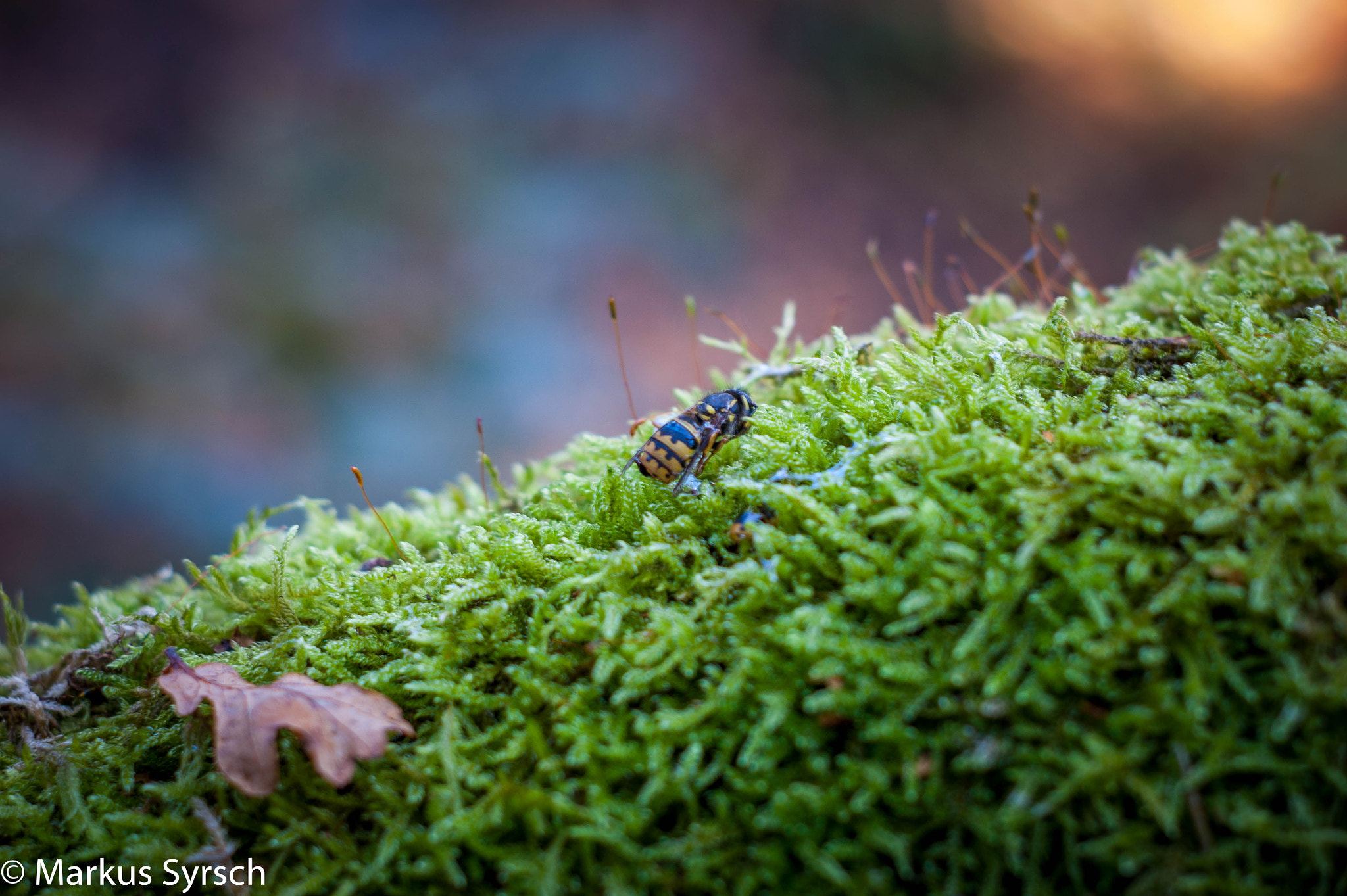 Sony Alpha DSLR-A350 + Minolta AF 50mm F1.7 sample photo. Zu kalt für die biene photography