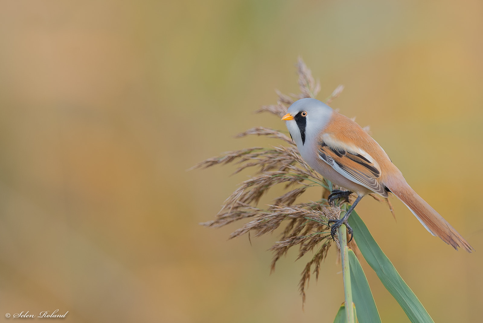 Nikon D4 + Nikon AF-S Nikkor 500mm F4G ED VR sample photo. Baardmannetje - bearded tit photography