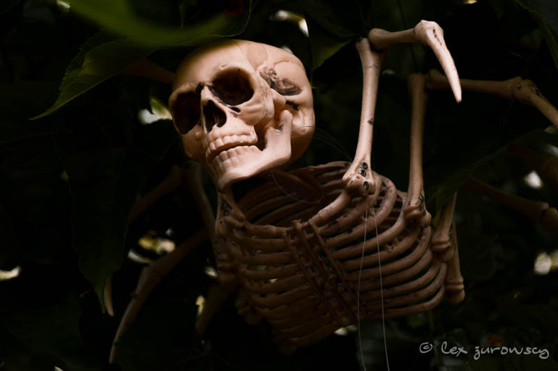 Sigma 28-300mm F3.5-6.3 DG Macro sample photo. The dark garden at alnwick photography