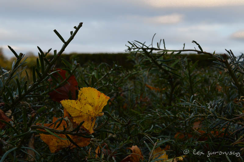 Sigma 28-300mm F3.5-6.3 DG Macro sample photo. The dark garden at alnwick photography