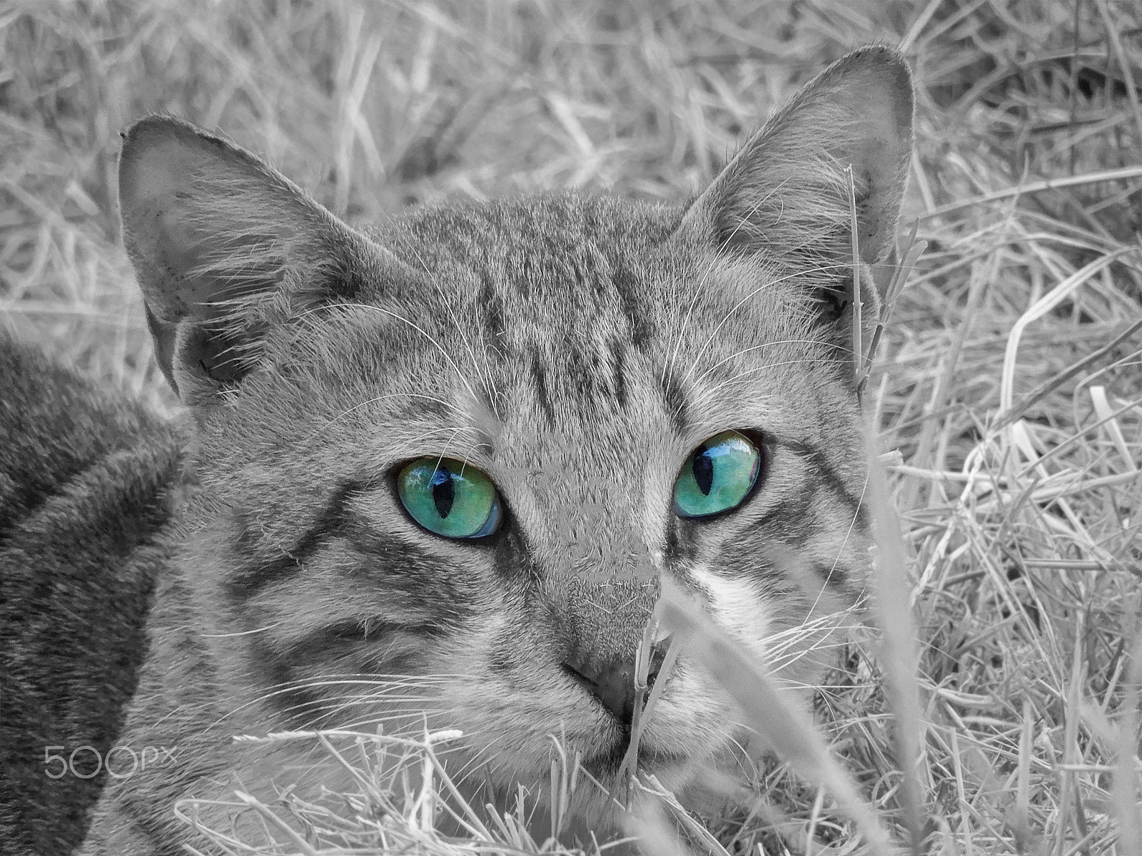 Nikon Coolpix S8200 sample photo. Cat eyes photography