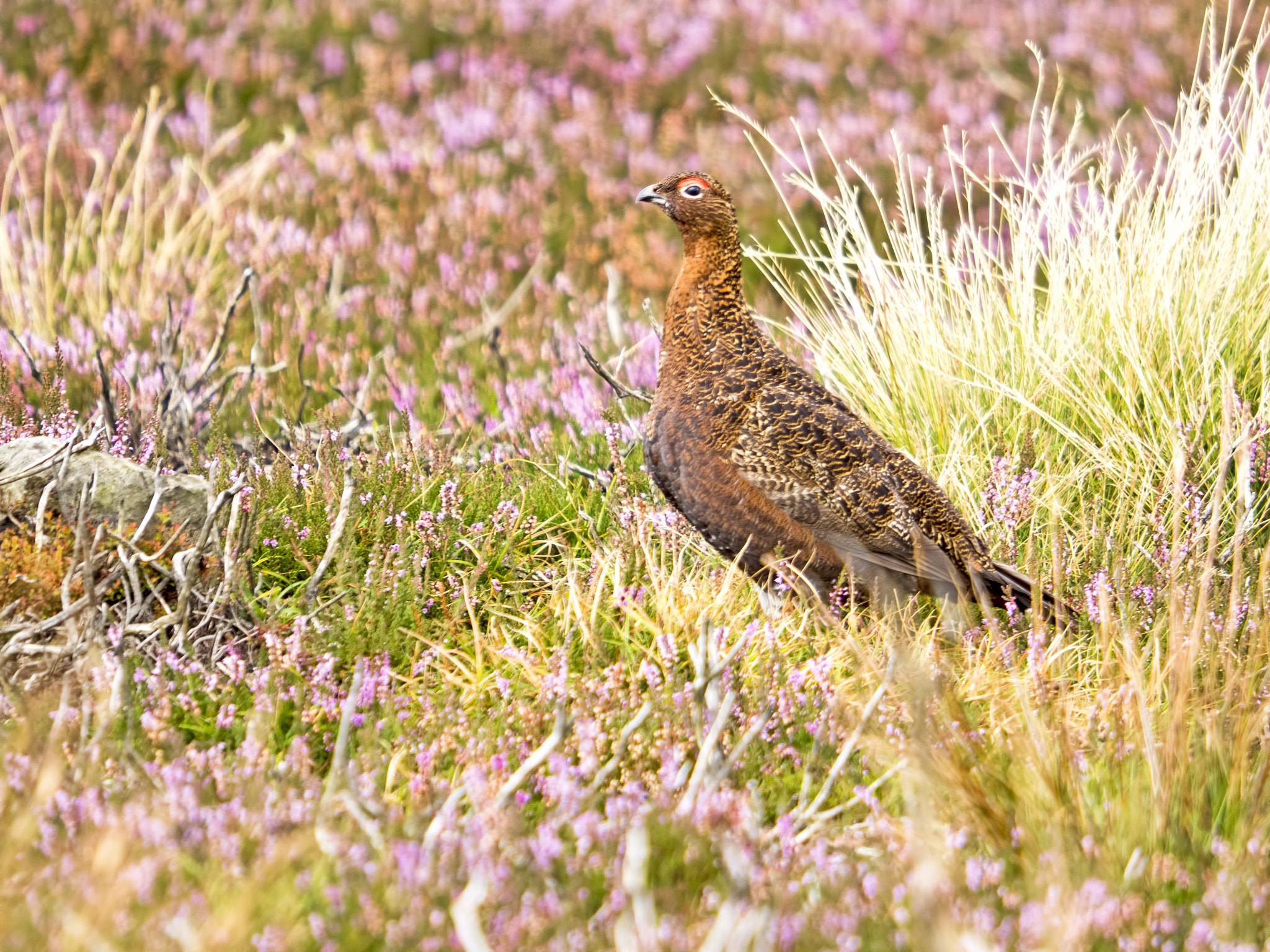 Olympus OM-D E-M5 II + SIGMA 50-500mm F4-6.3 DG HSM sample photo. Red grouse v photography