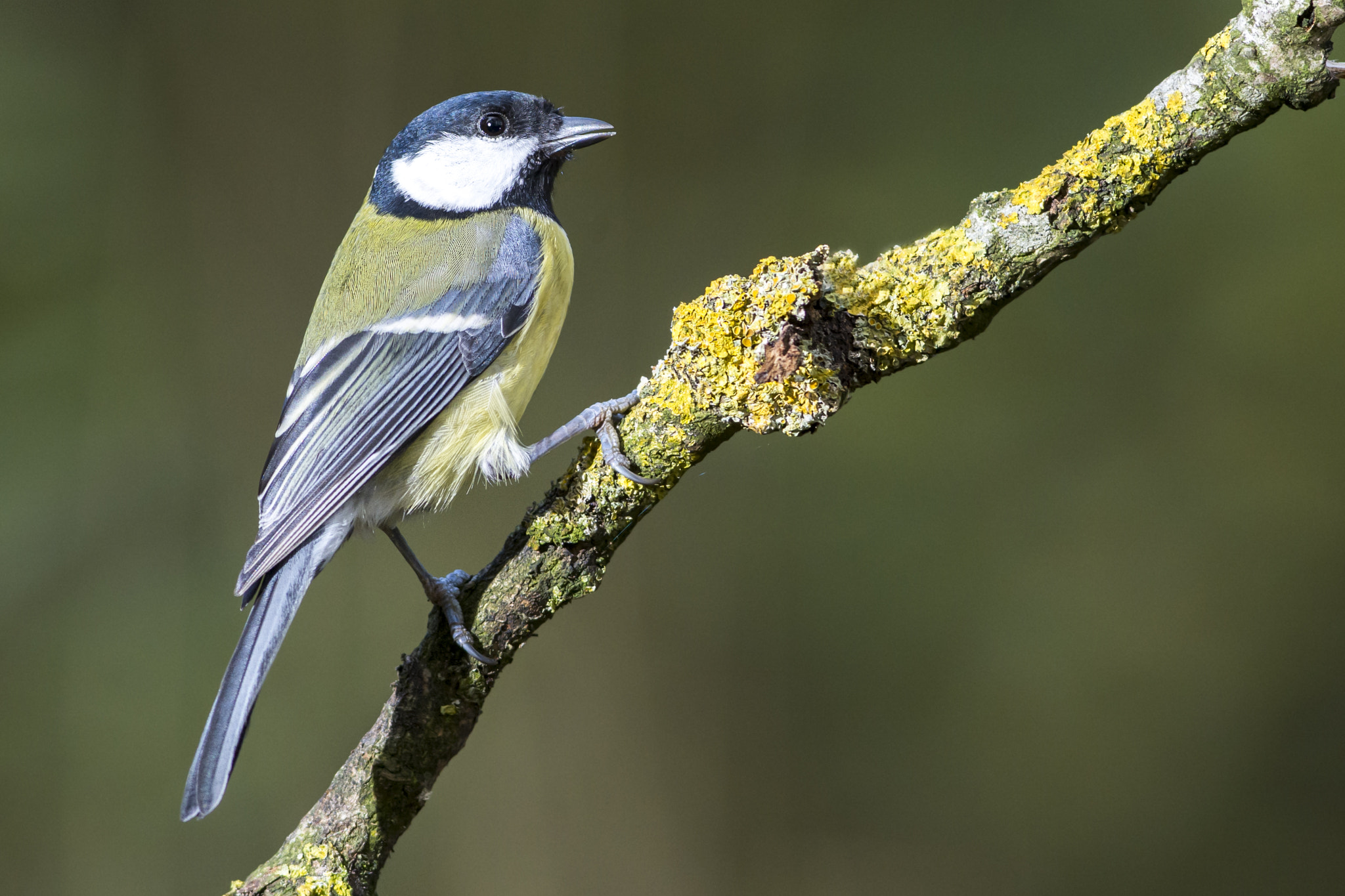 Nikon AF-S Nikkor 300mm F2.8G ED VR II sample photo. Great tit photography