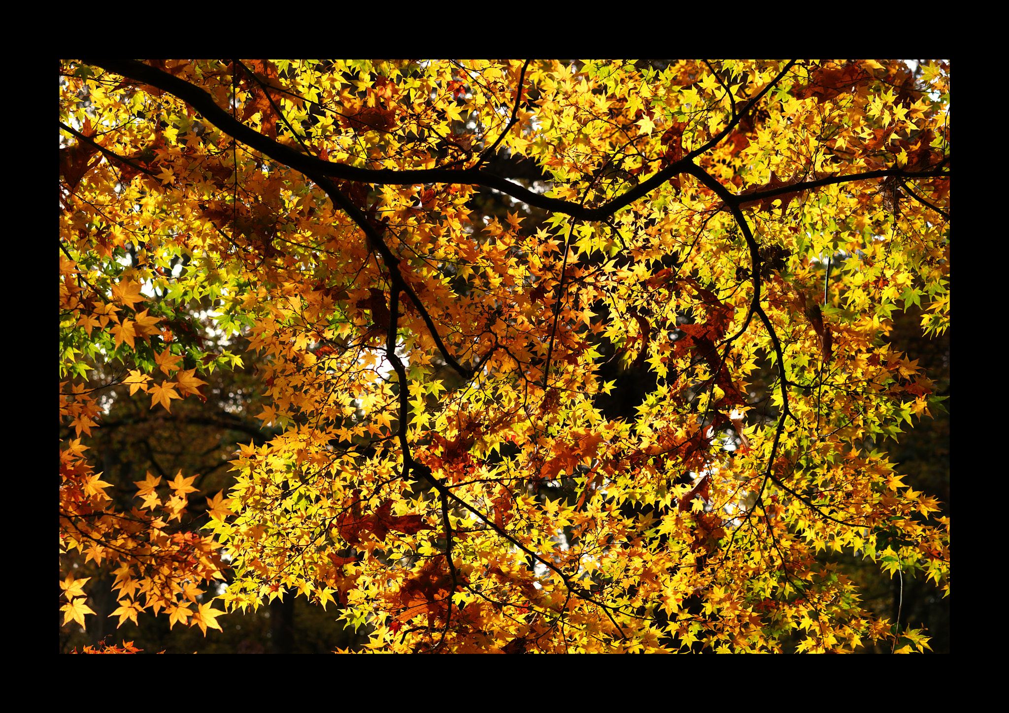 Sony a7 + Sony Sonnar T* FE 55mm F1.8 ZA sample photo. Autumn feeling photography