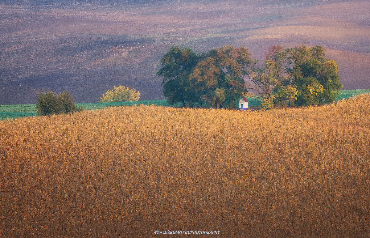 Olympus OM-D E-M1 + SIGMA 50-500mm F4-6.3 DG HSM sample photo. St.barbara in autumn photography